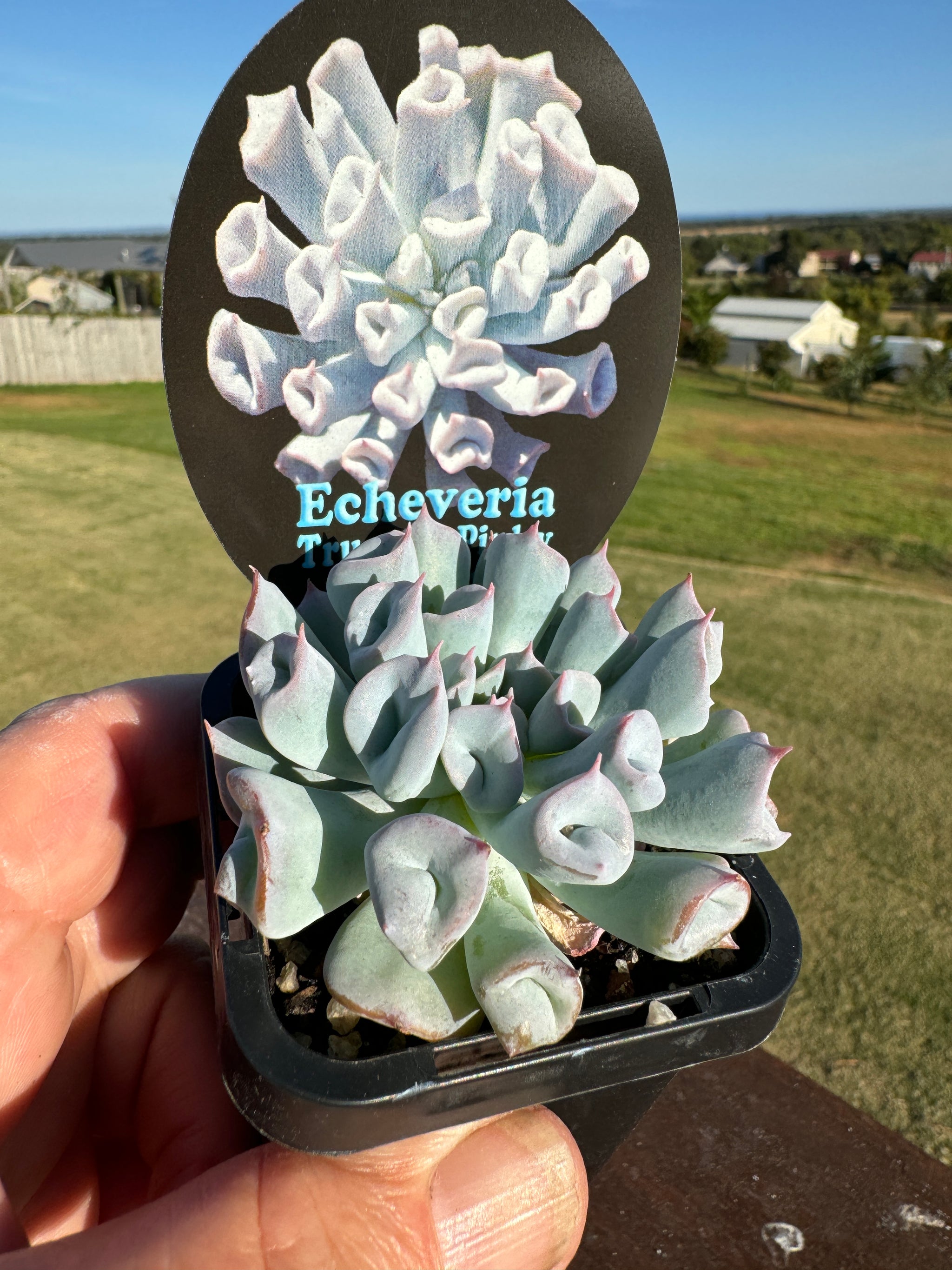 Echeveria x Hybrid Trumpet Pinky 'Blue Form'