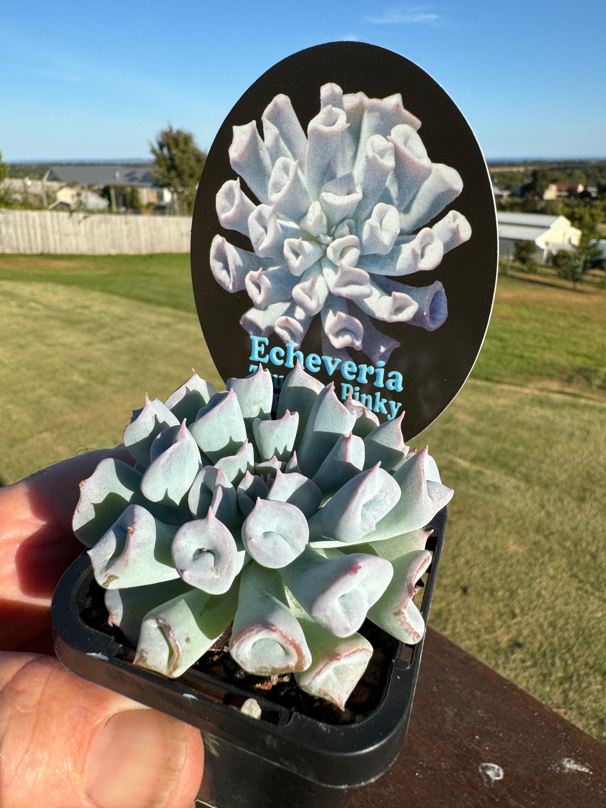succulent trumpet Echeveria Trumpet Pinky