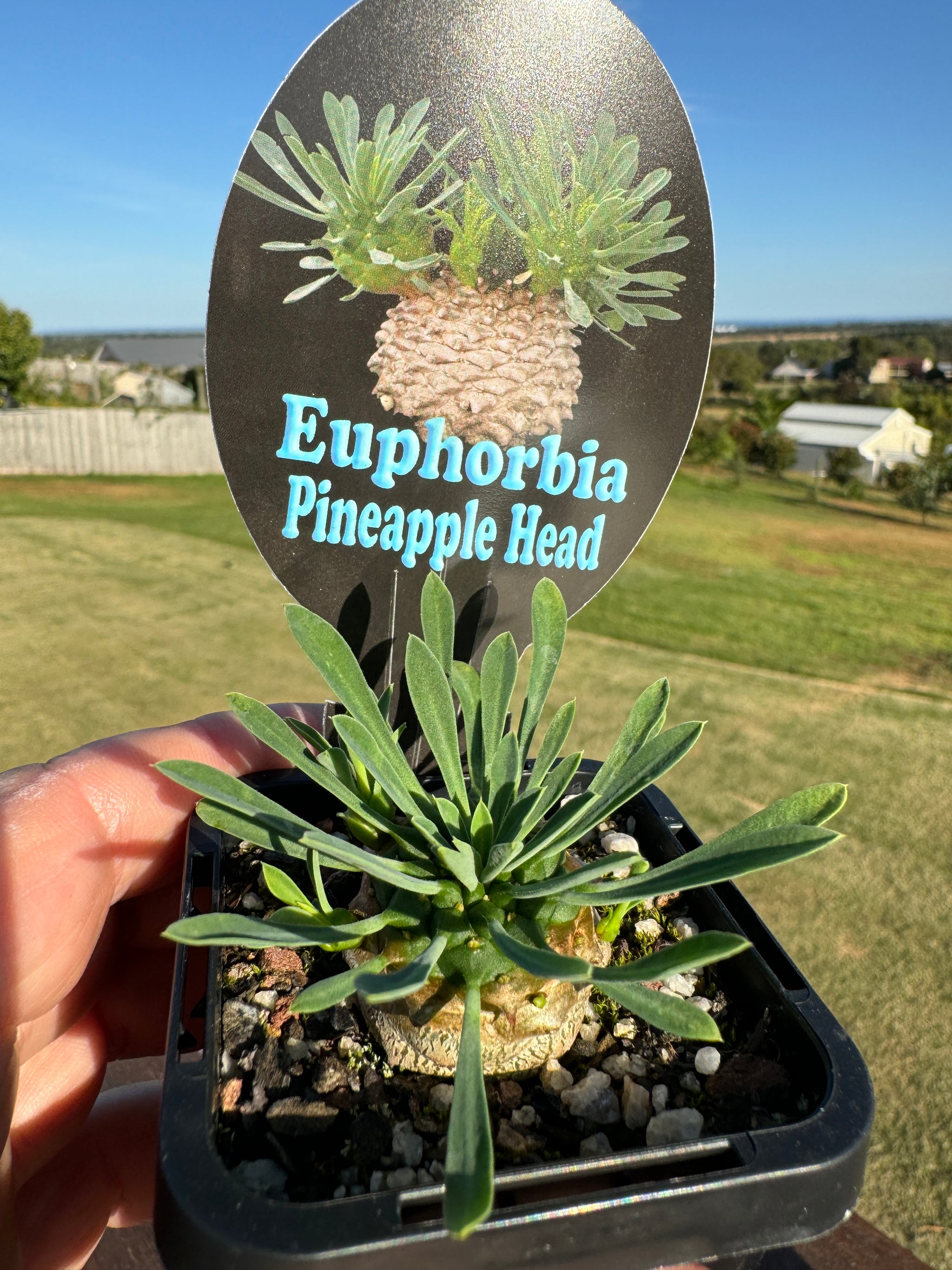 Euphorbia 'Pineapple Head' (NOT FOR WA)