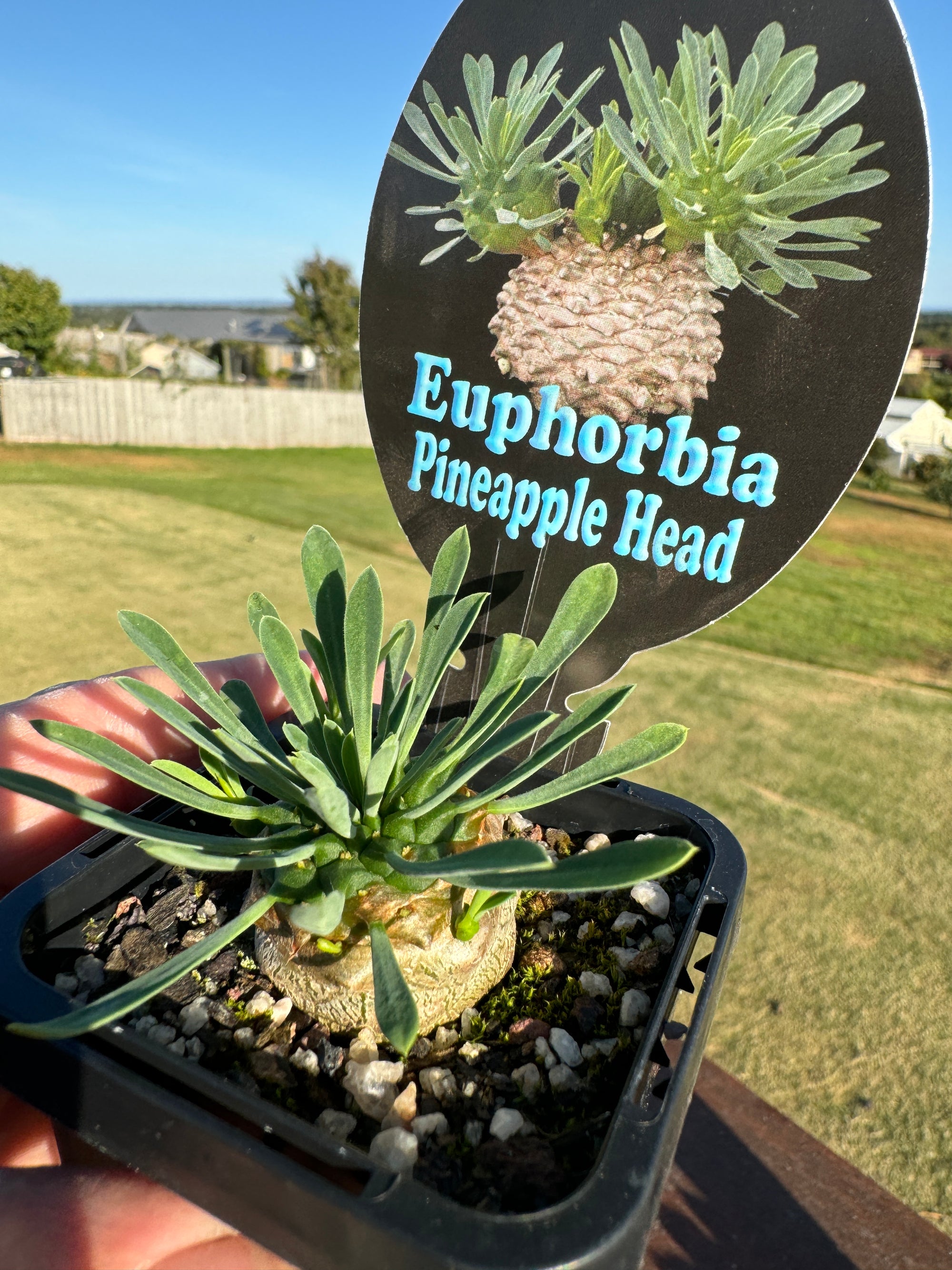 Euphorbia 'Pineapple Head' (NOT FOR WA)