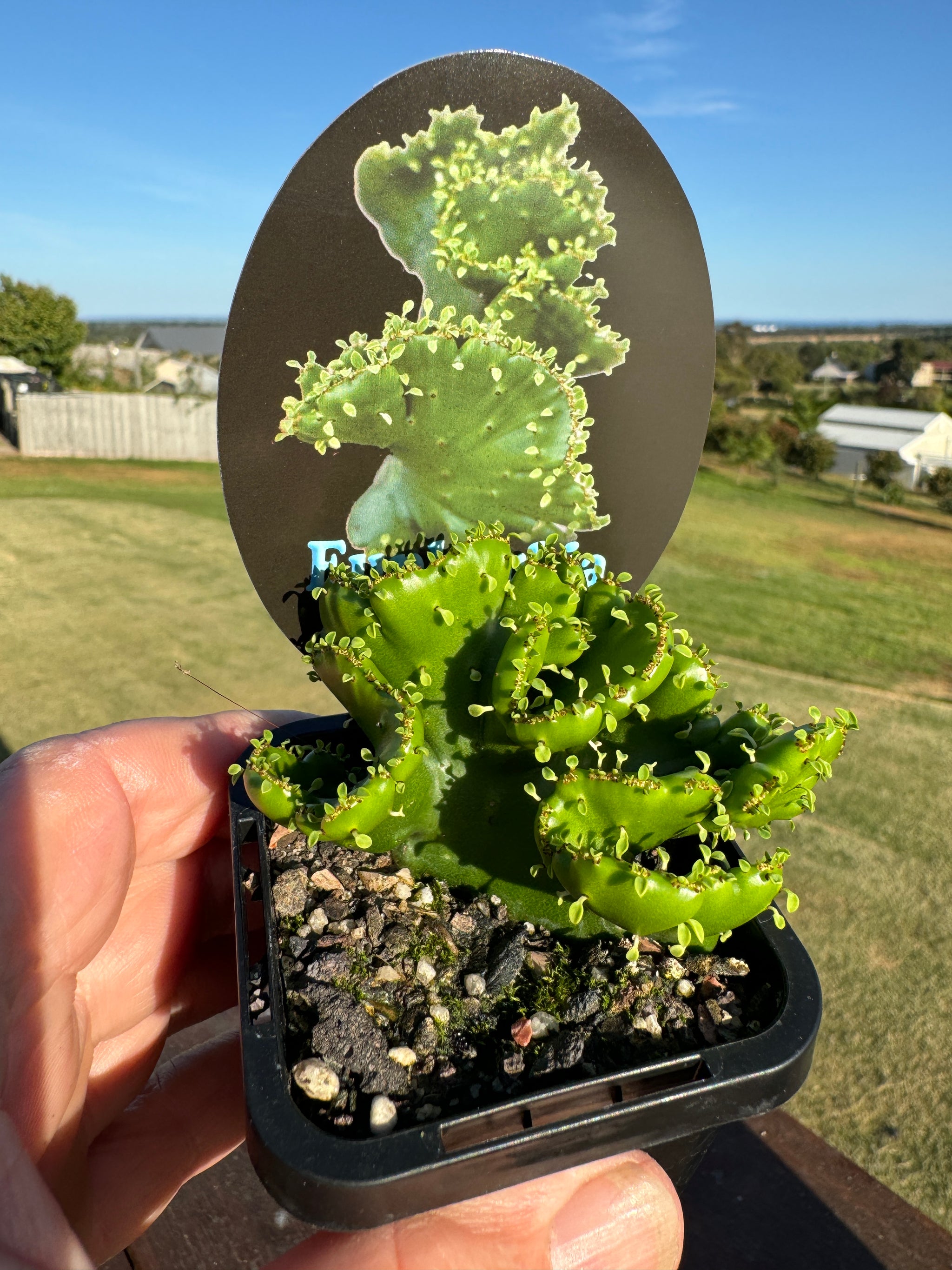 Euphorbia alluaudii cristata (NOT FOR WA)