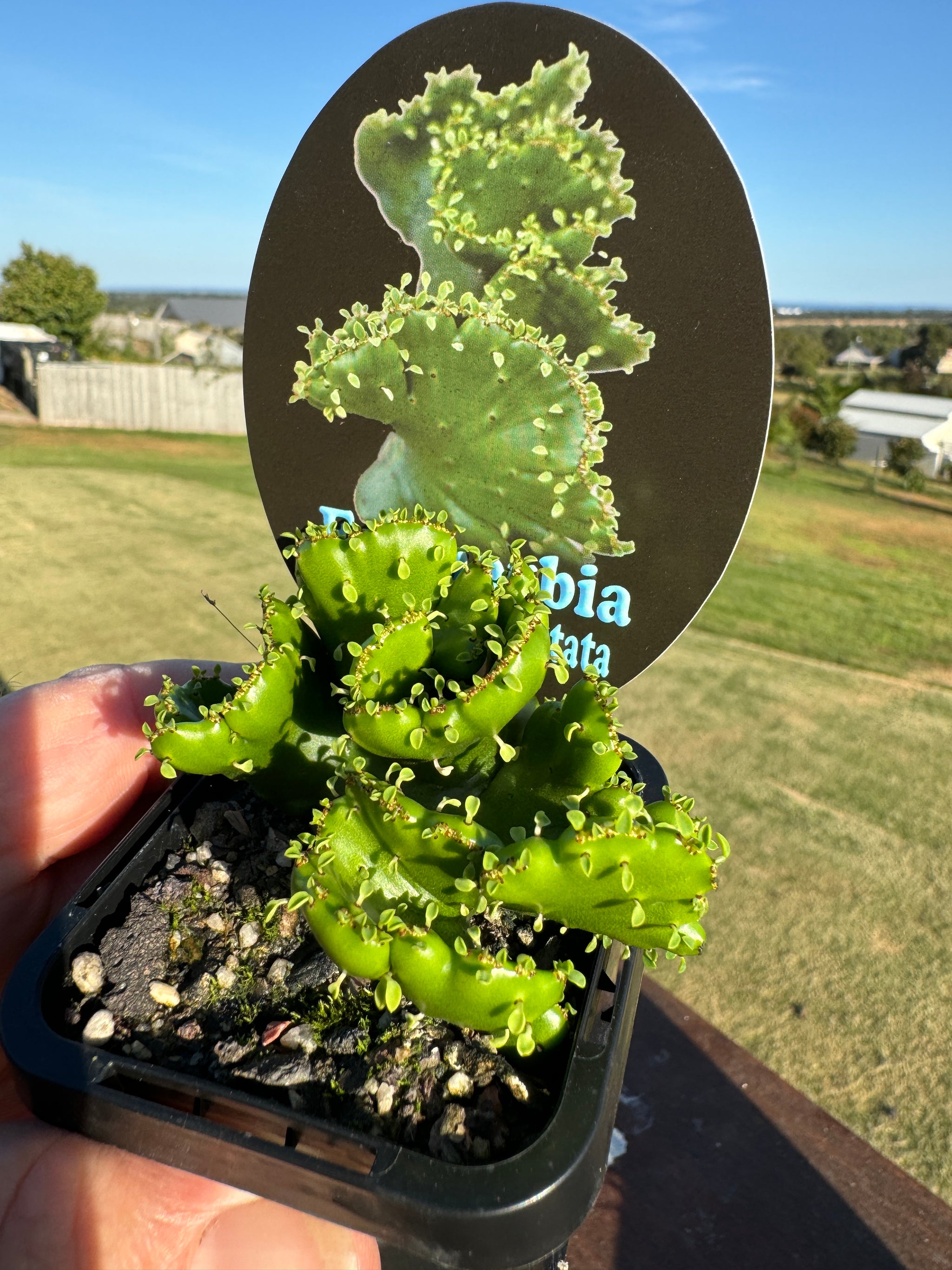 Euphorbia alluaudii cristata (NOT FOR WA)