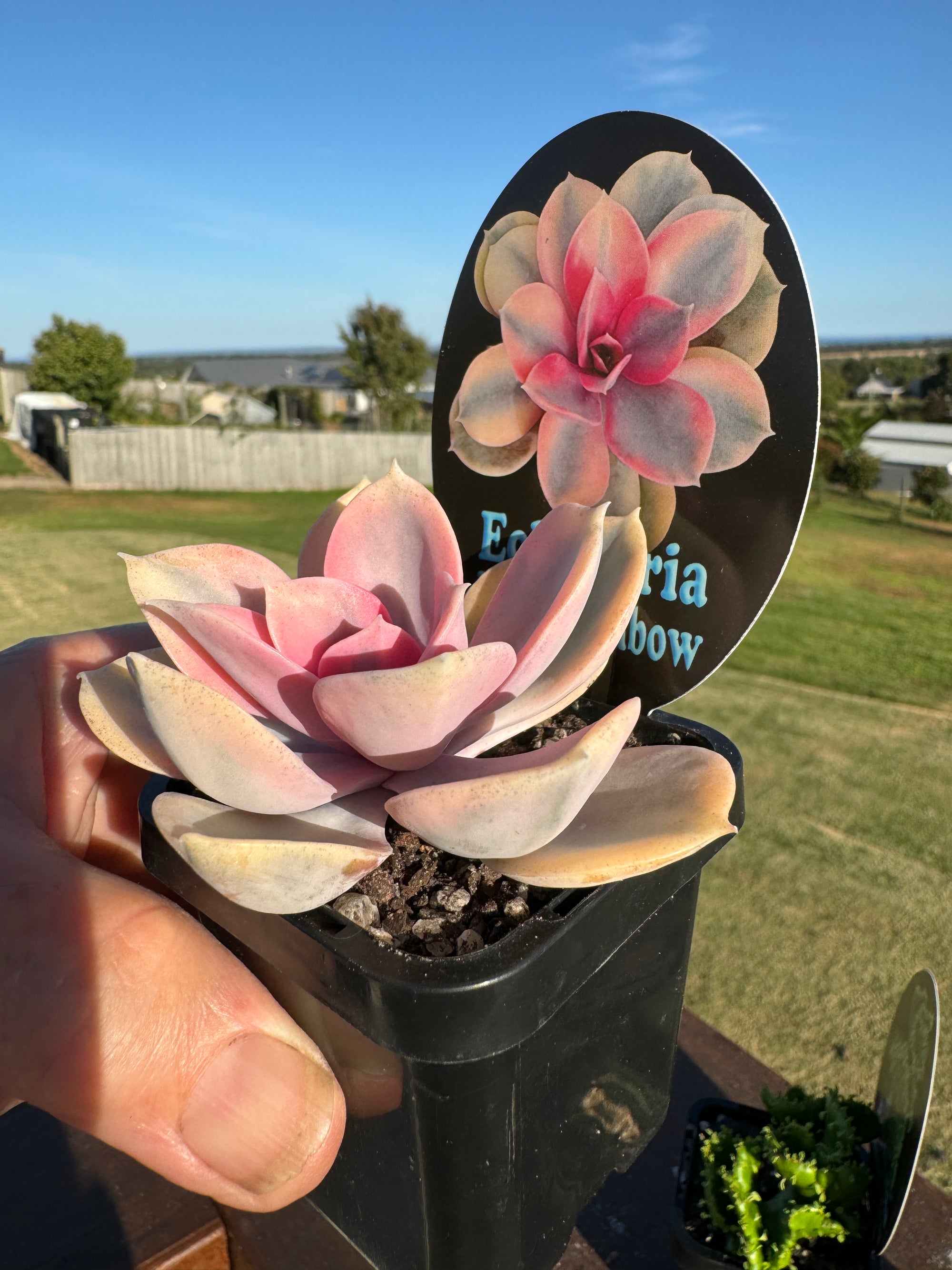 Echeveria x hybrid 'West Rainbow'