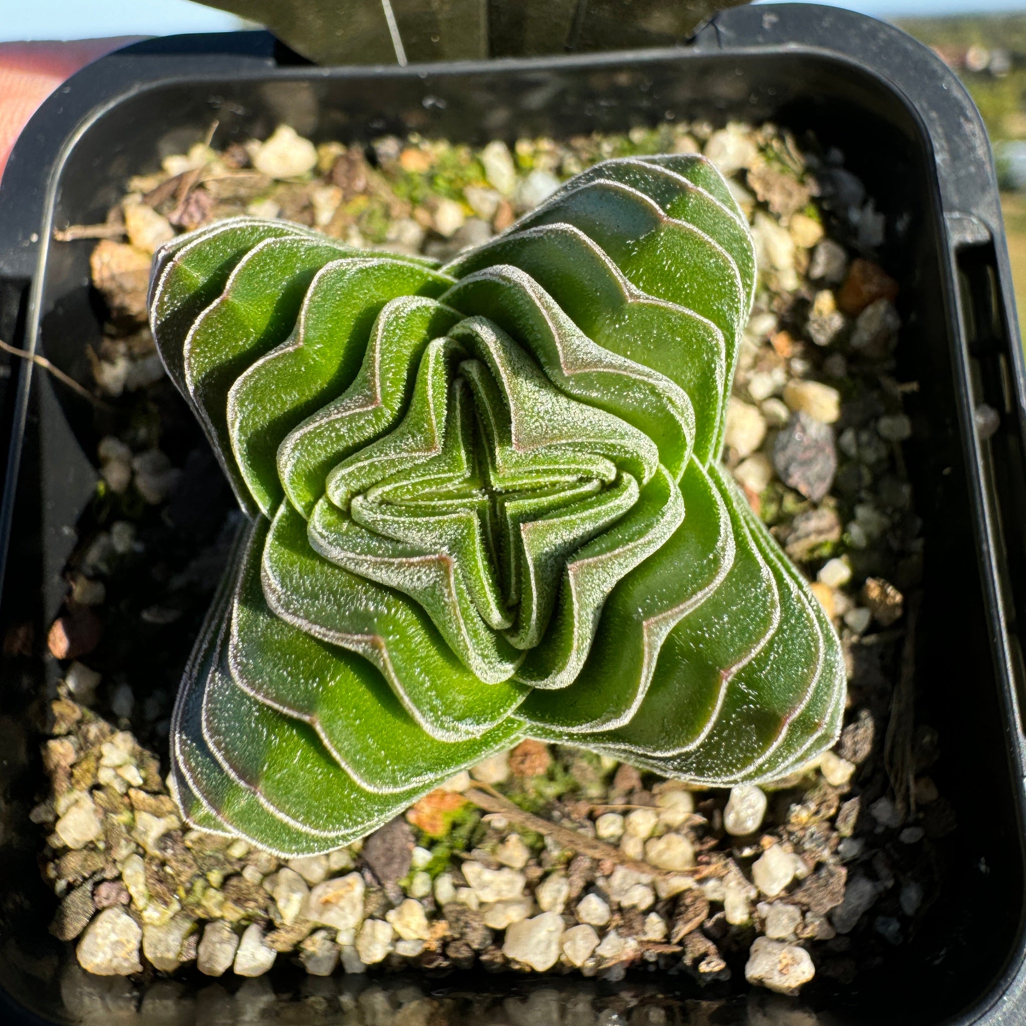 crassula buddha's temple succulent plant Crassula Buddha's Temple – Collectors Online