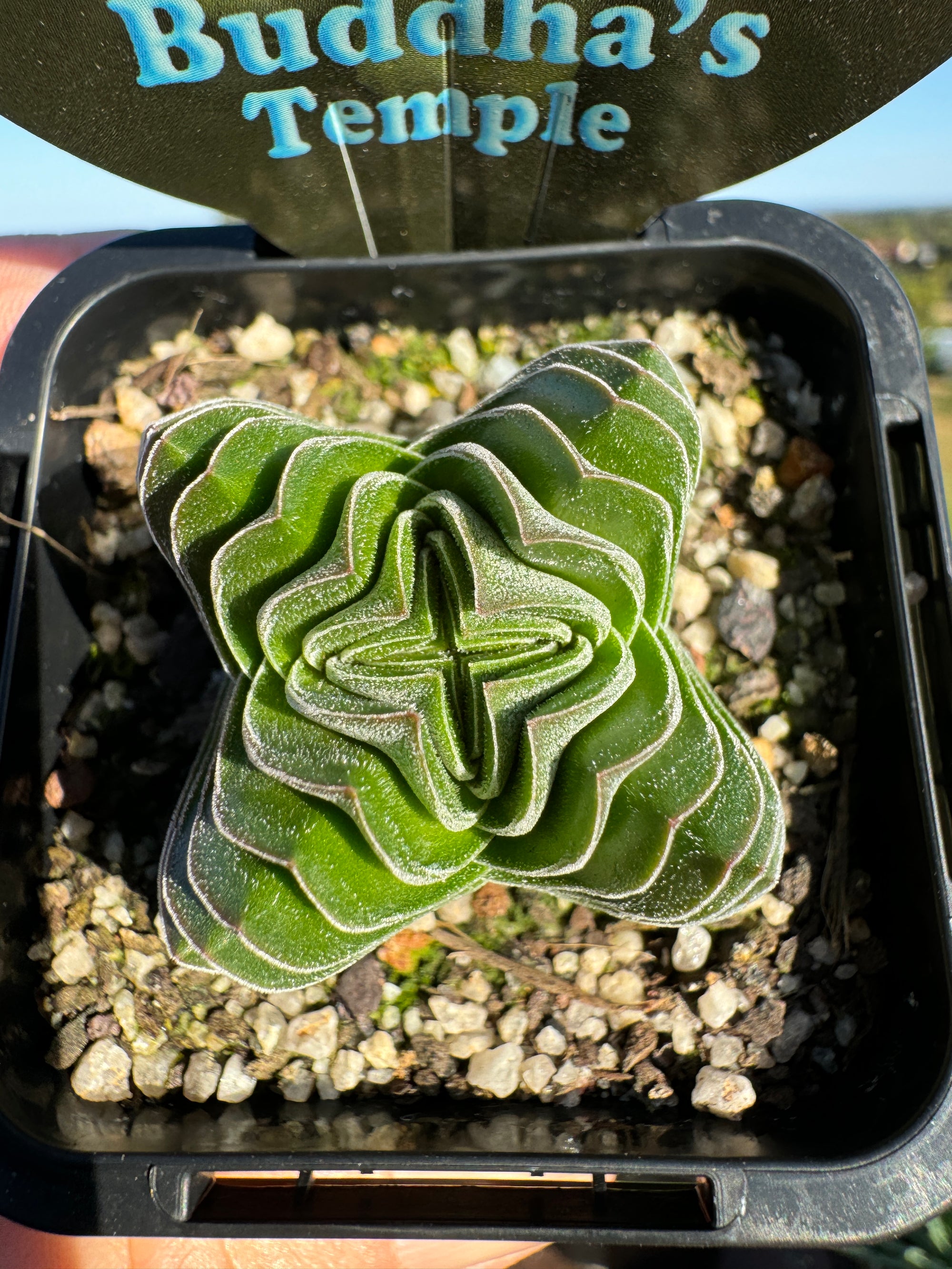 Crassula Buddha's Temple (NOT FOR WA)