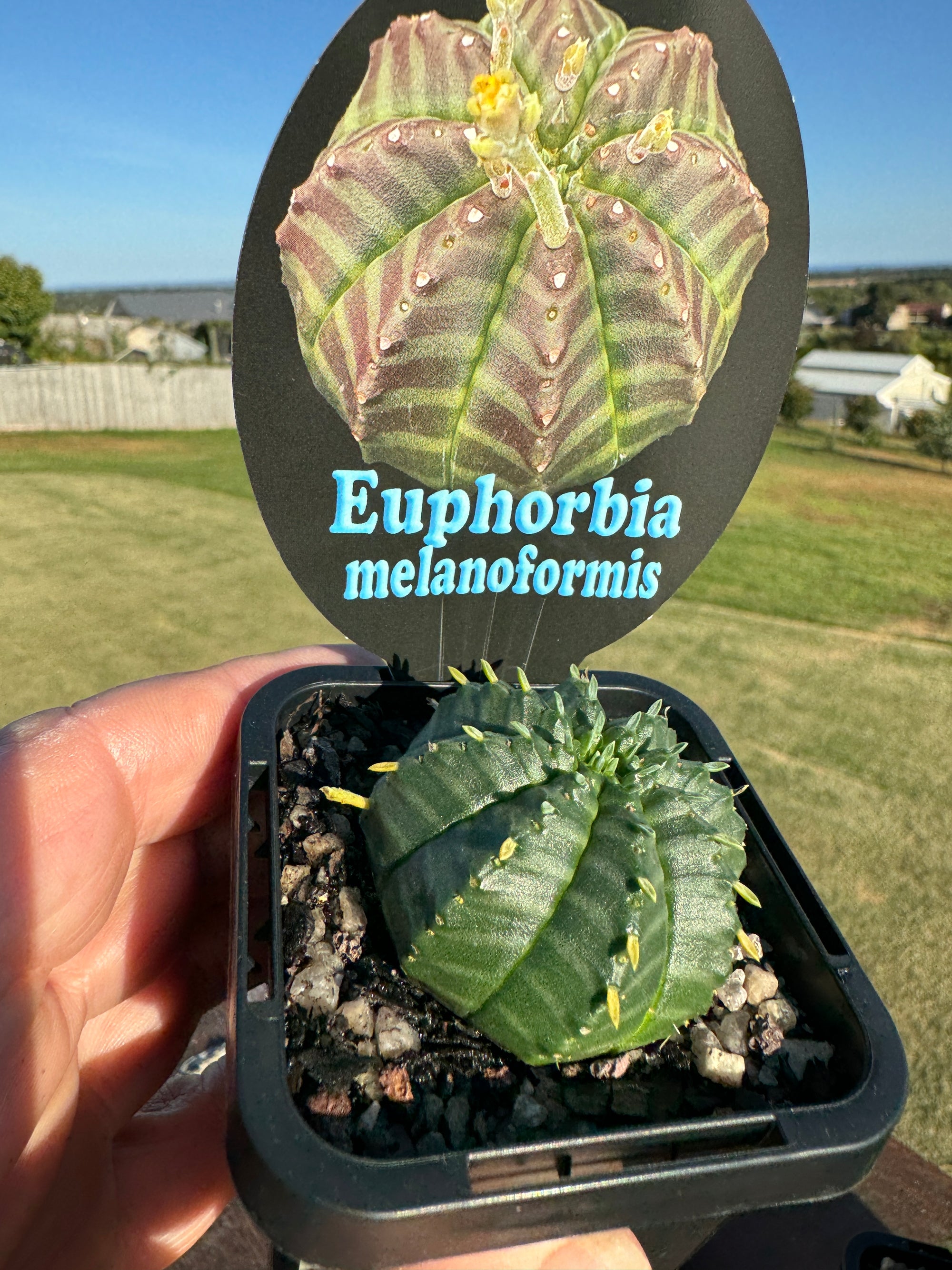 Euphorbia meloformis (NOT FOR WA)