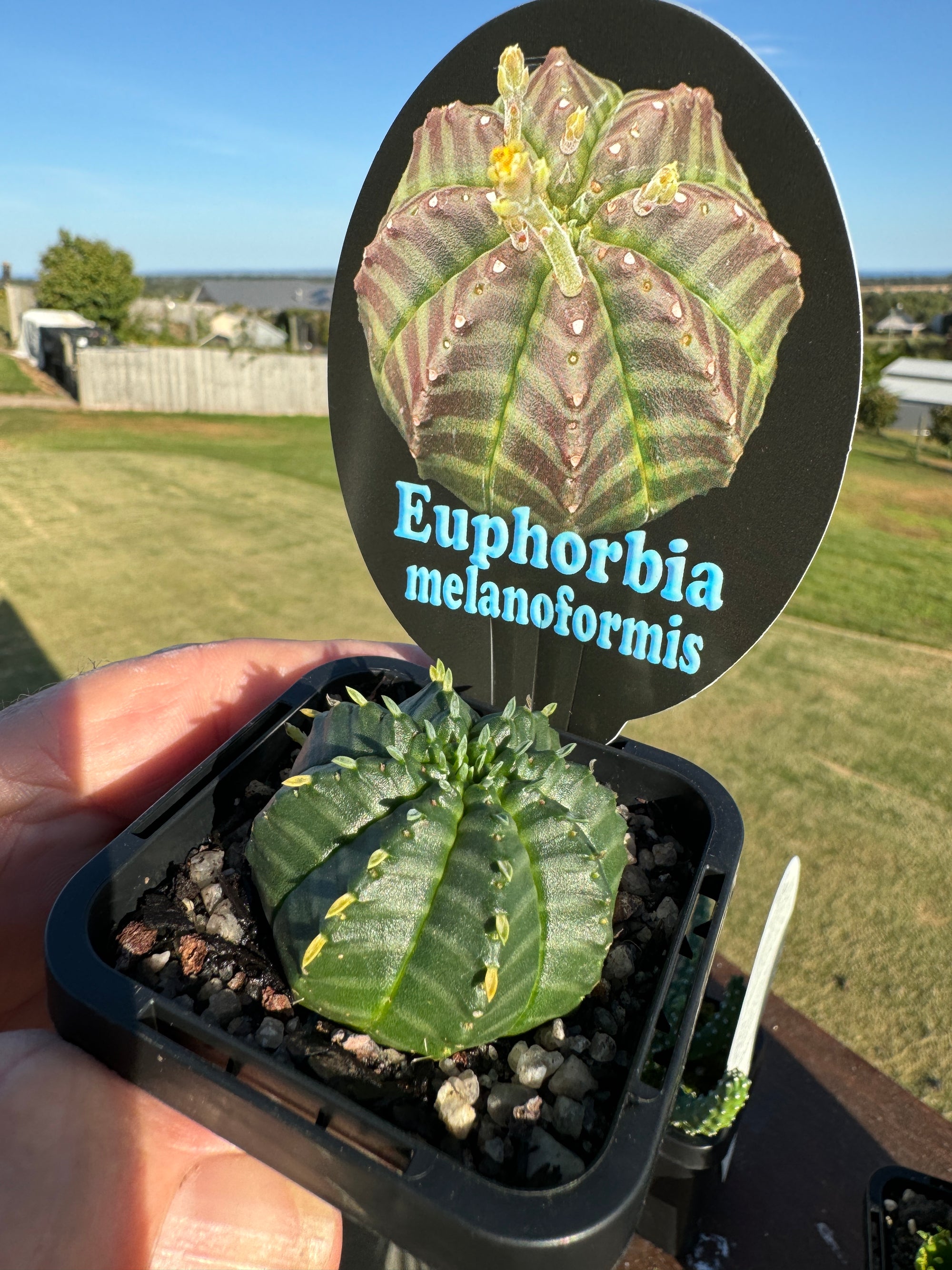 Euphorbia meloformis (NOT FOR WA)