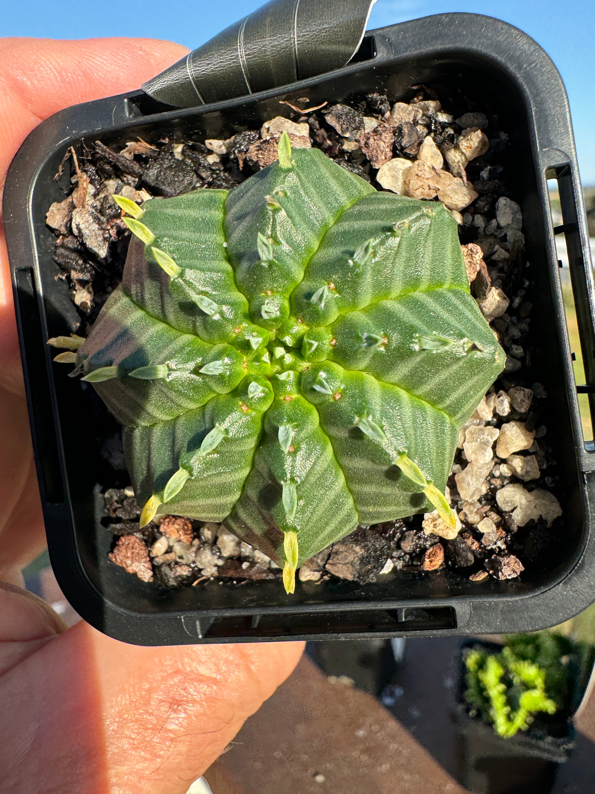 Euphorbia meloformis (NOT FOR WA)