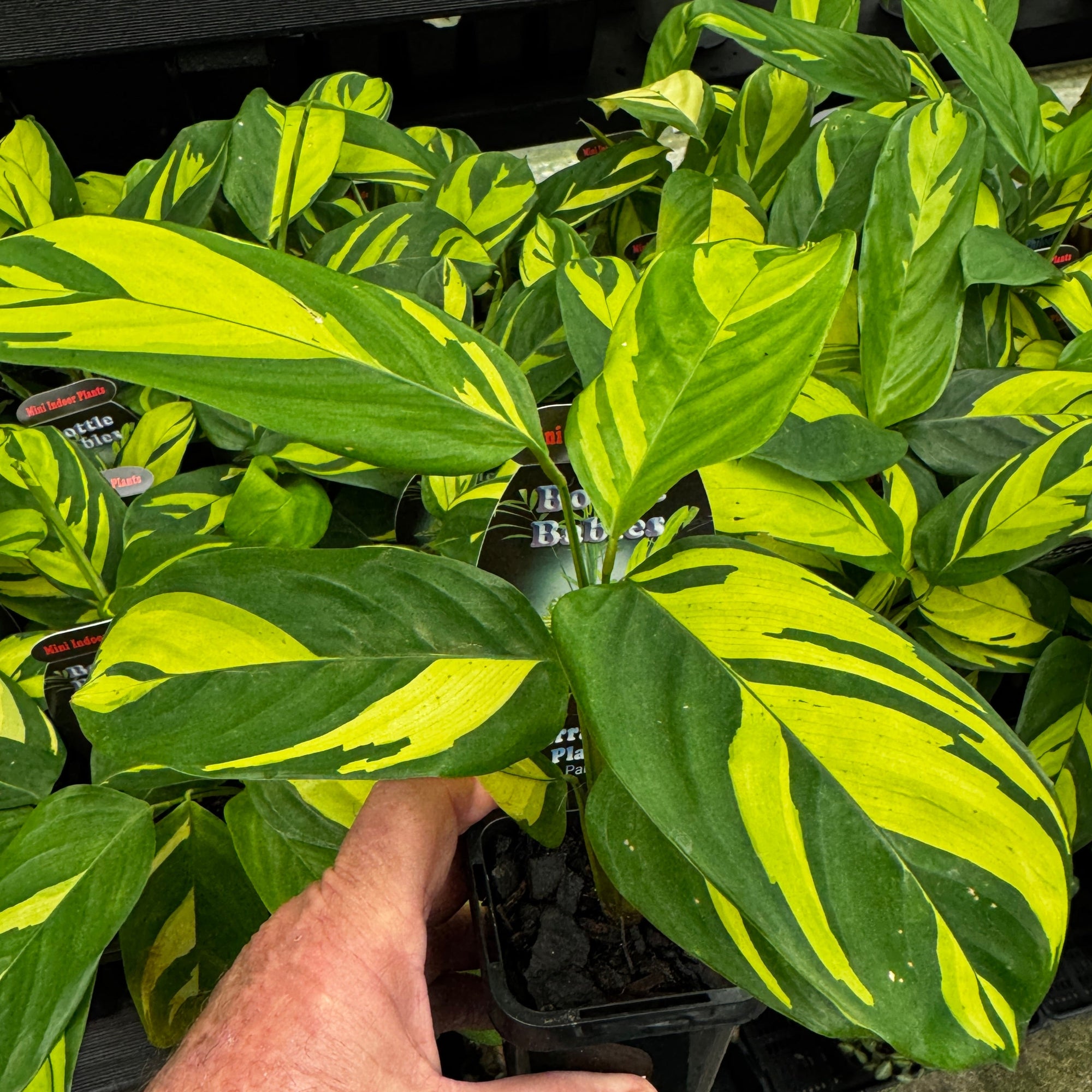 Ctenanthe lubbersiana 'Golden Mosaic'