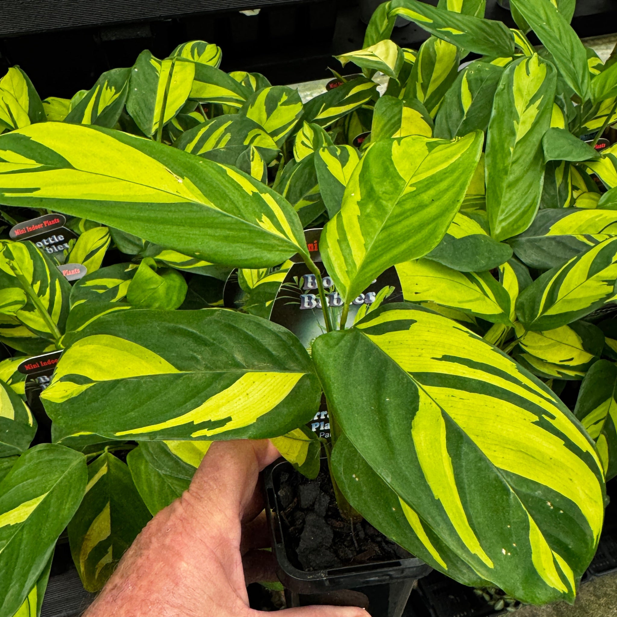 Ctenanthe lubbersiana 'Golden Mosaic'