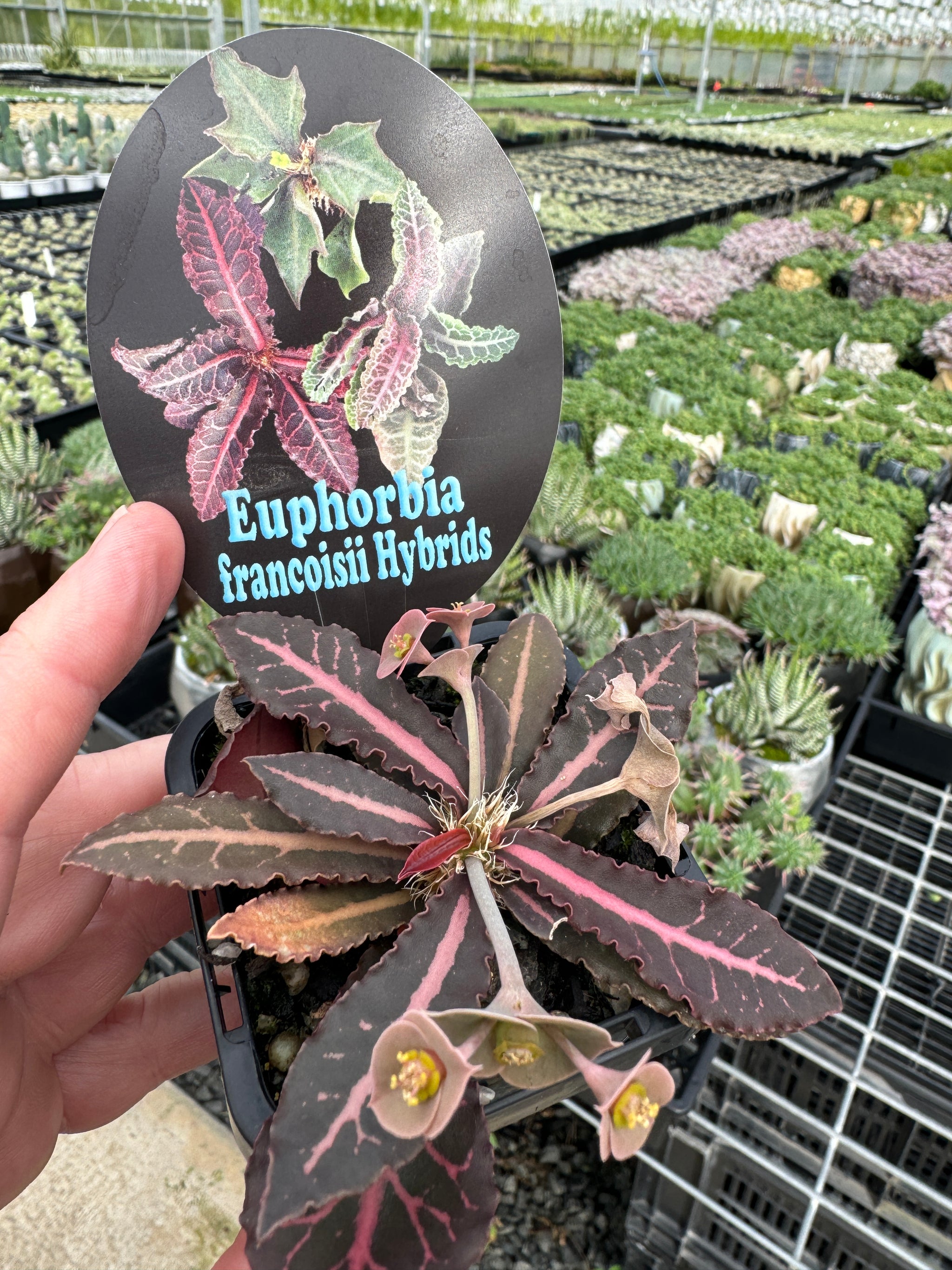 Euphorbia francoisii Hybrids (NOT FOR WA)