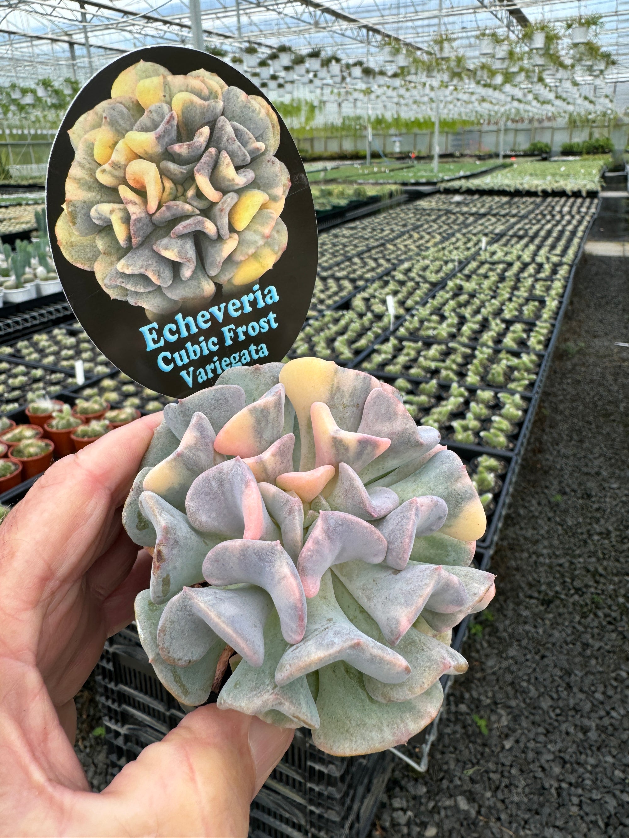 Echeveria 'Cubic Frost Variegata'