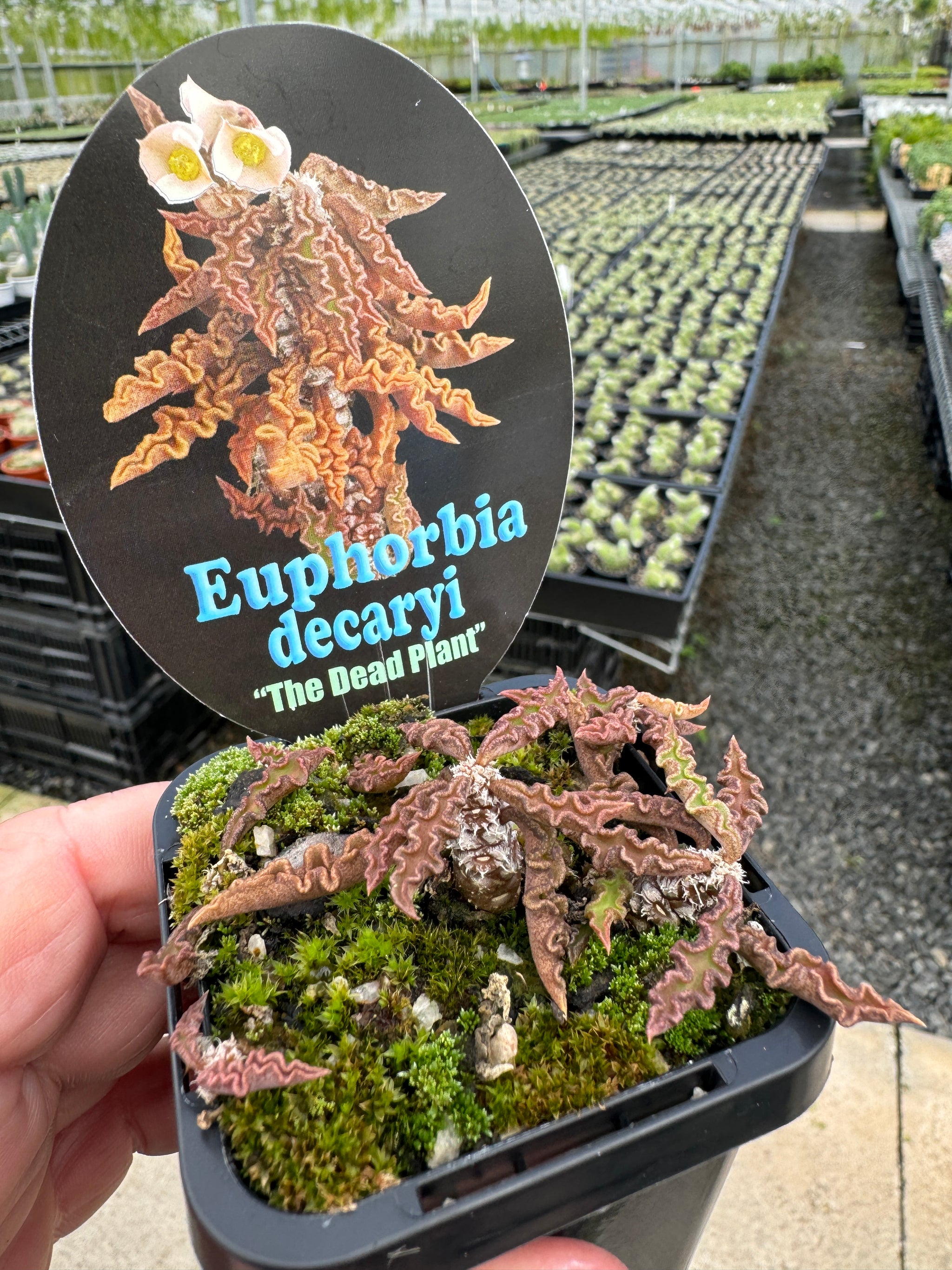 Euphorbia decaryi 'The Dead Plant' (NOT FOR WA)