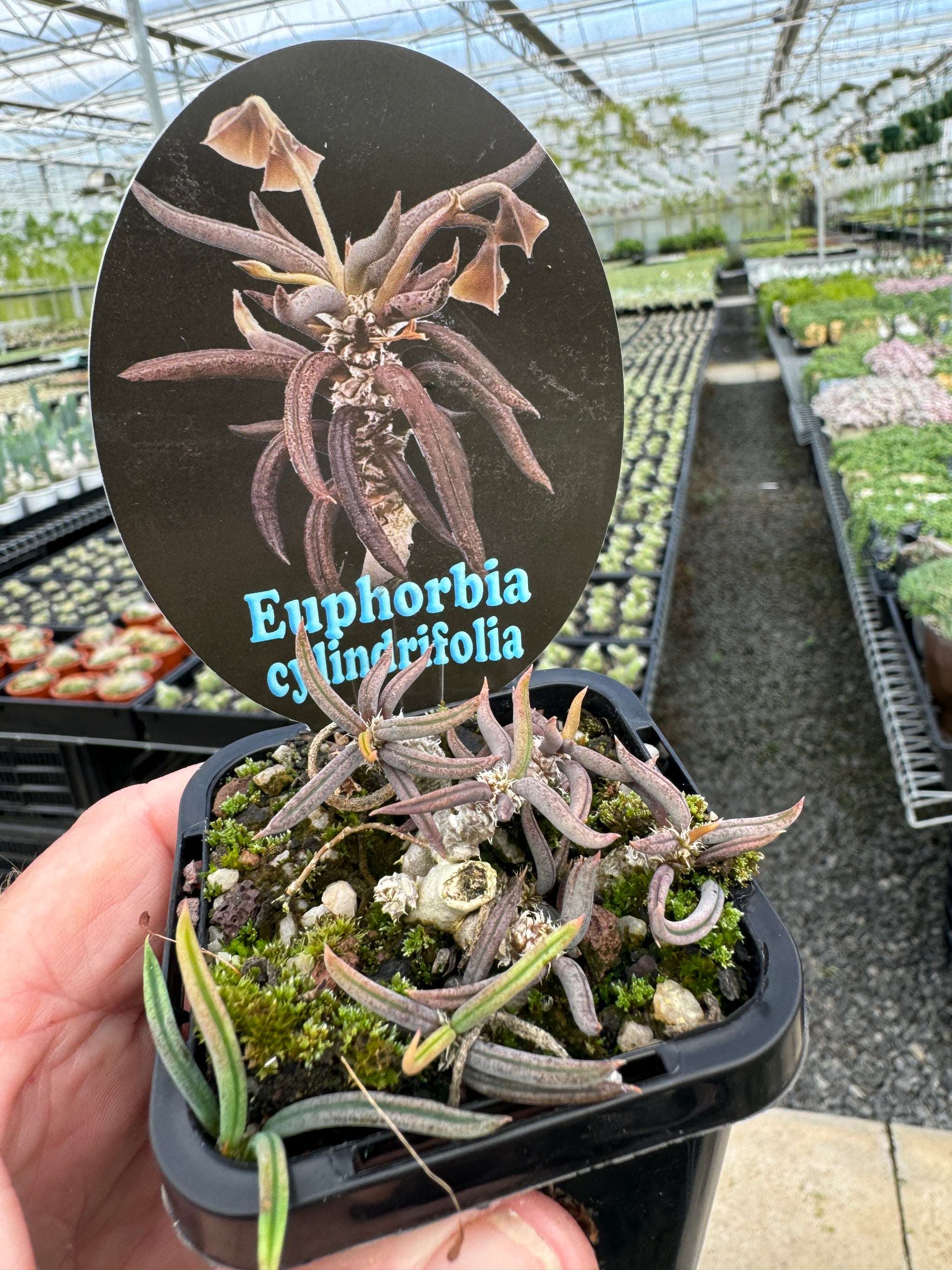 Euphorbia cylindrifolia (NOT FOR WA)