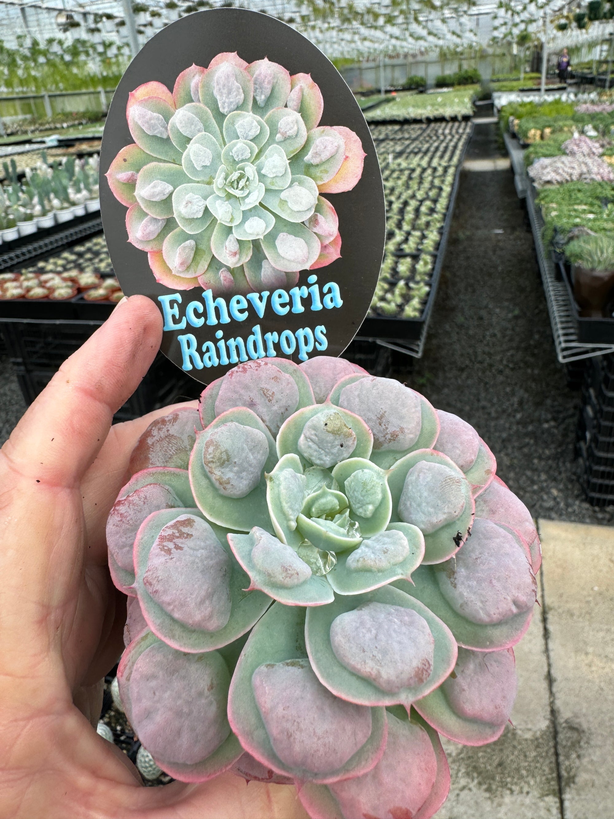 Echeveria 'Raindrops'