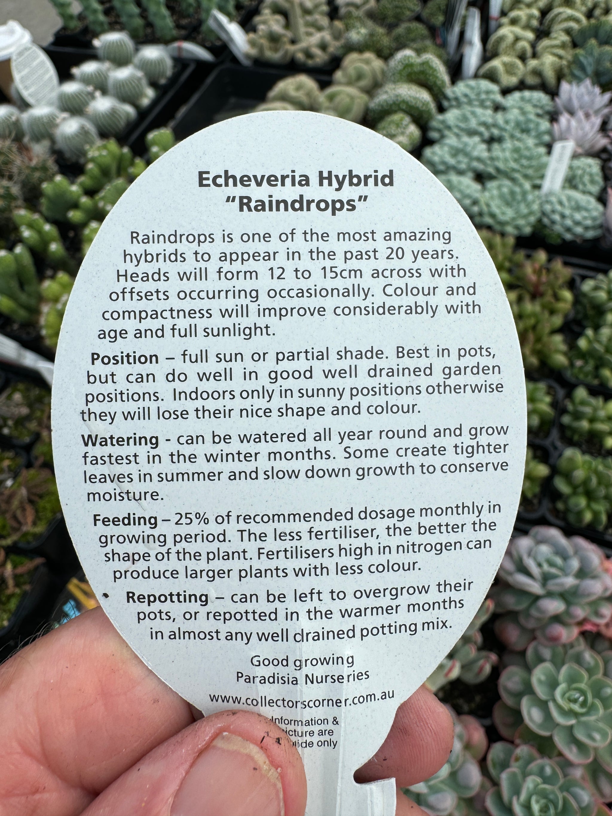 Echeveria 'Raindrops'