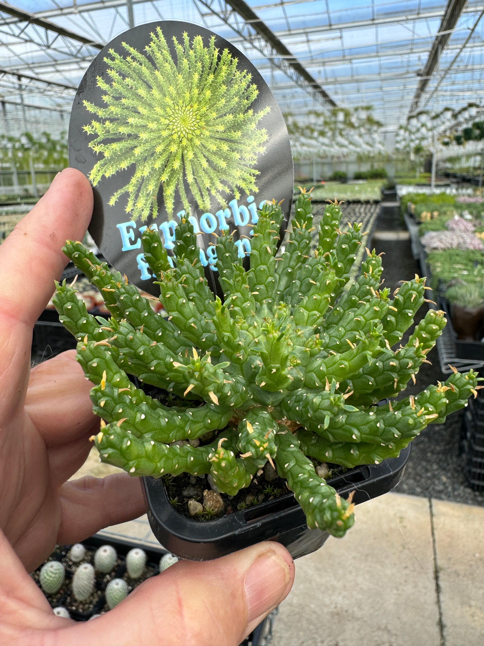 Euphorbia flanaganii 'Medusa head' (NOT FOR WA)