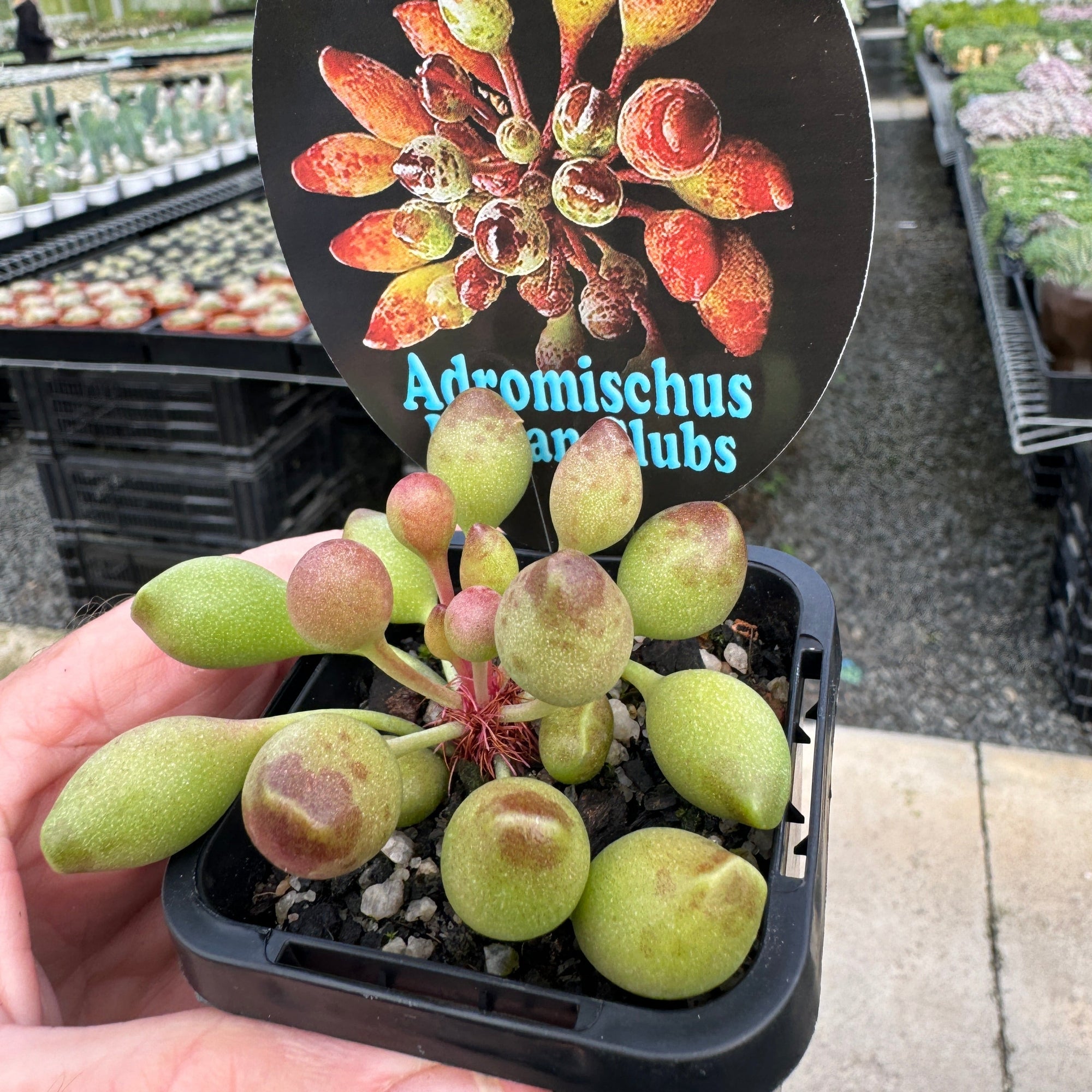 Adromischus cristatus 'Indian Clubs'