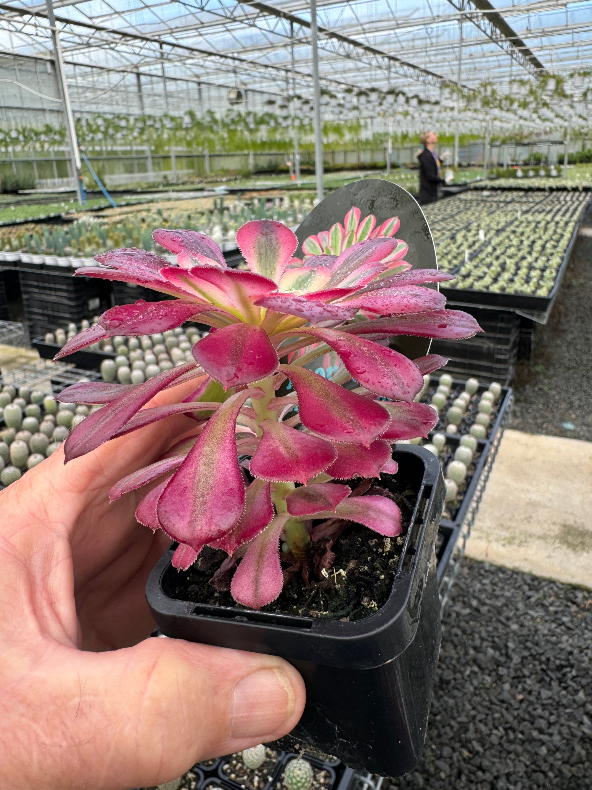 Aeonium 'Bronze Teacup'