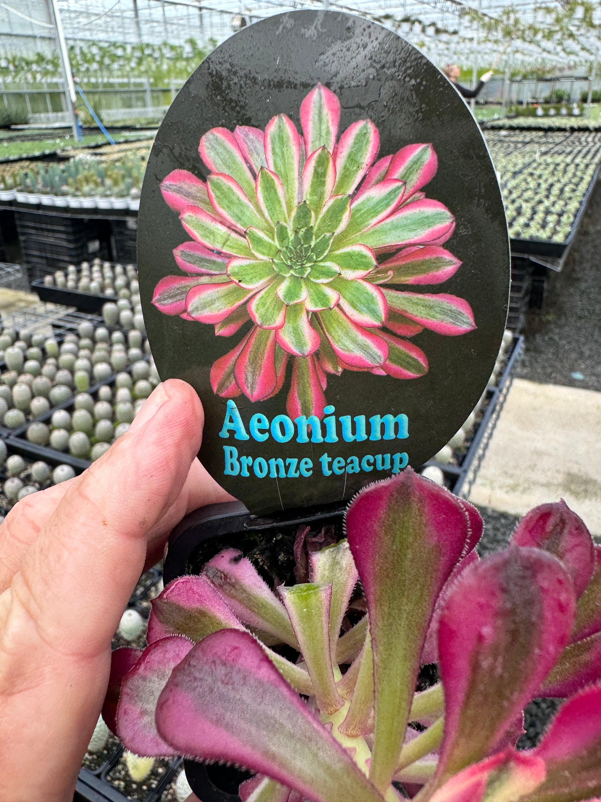 Aeonium 'Bronze Teacup'