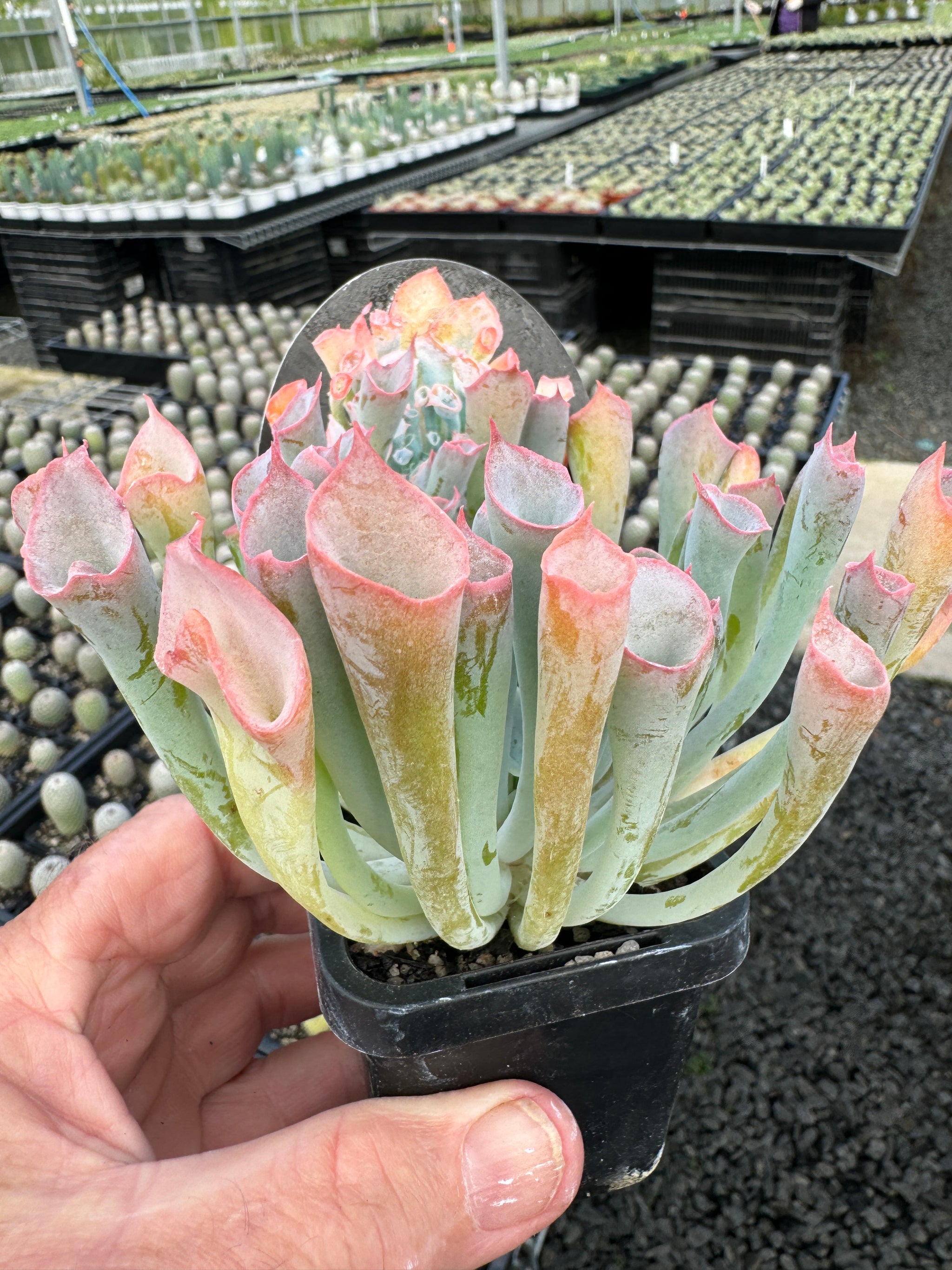 trumpet succulent Echeveria Trumpet Pinky