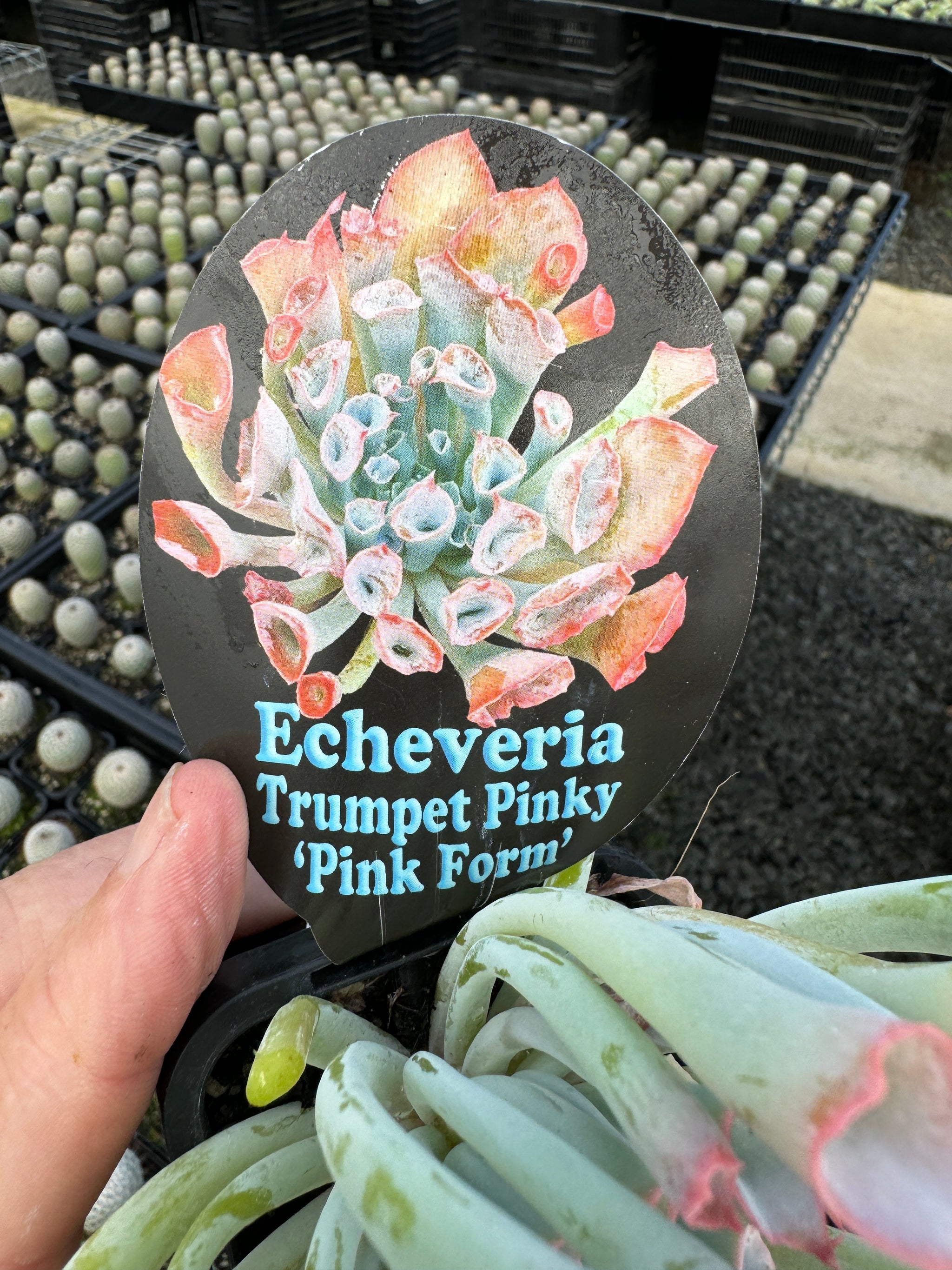 Echeveria x Hybrid Trumpet Pinky 'Pink Form'