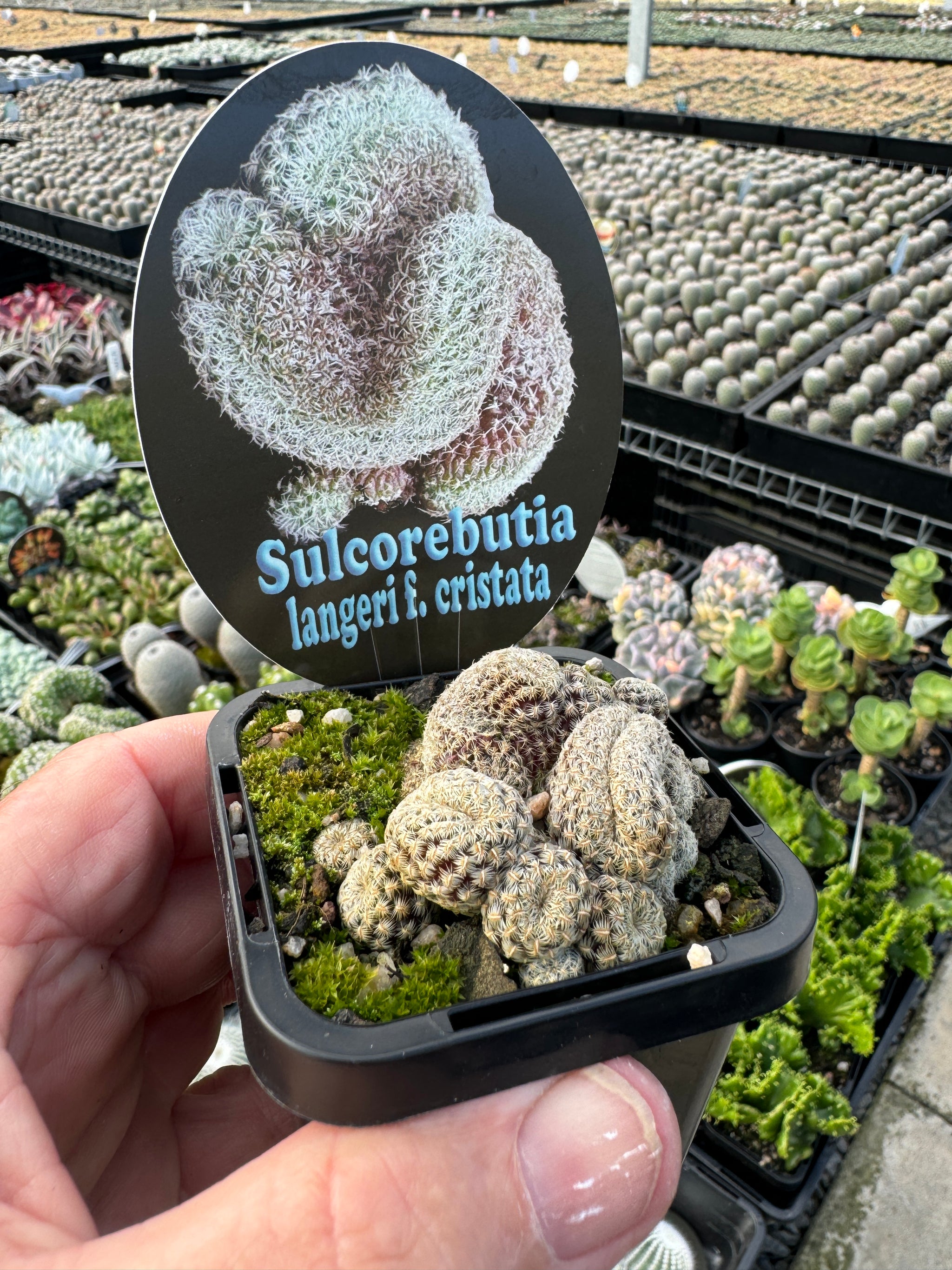 Sulcorebutia langeri cristata