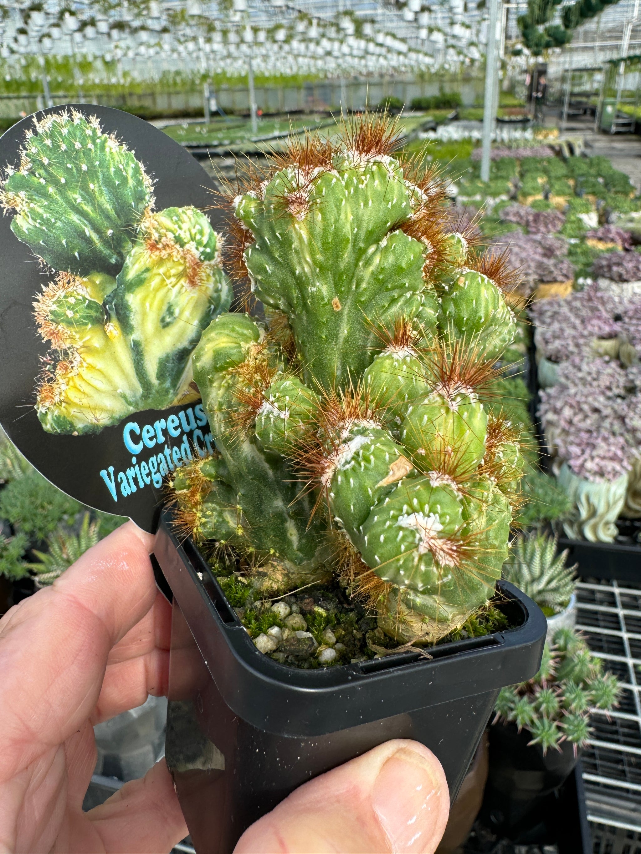 Cereus forbesii Monstrose Variegata