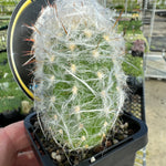 Oreocereus trollii – Old Man of the Andes