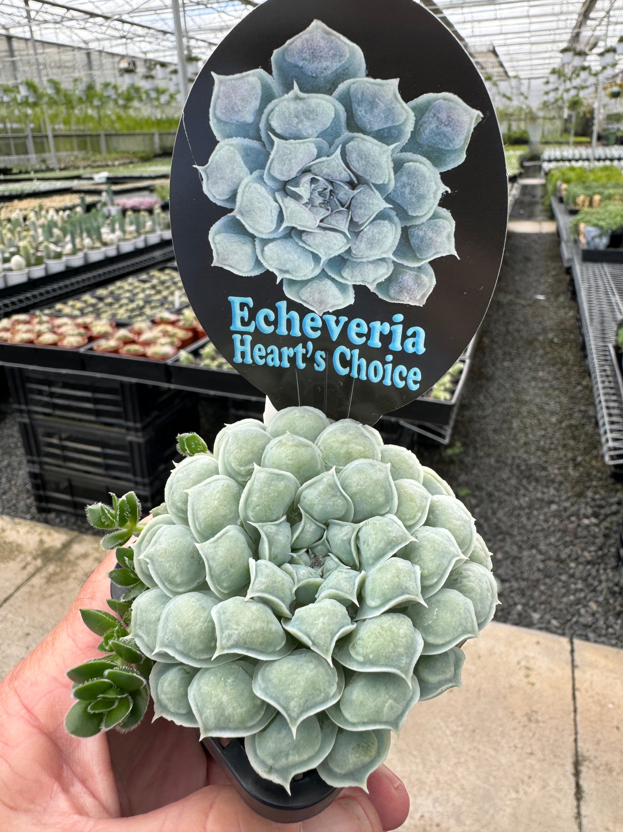 Echeveria 'Hearts Choice'