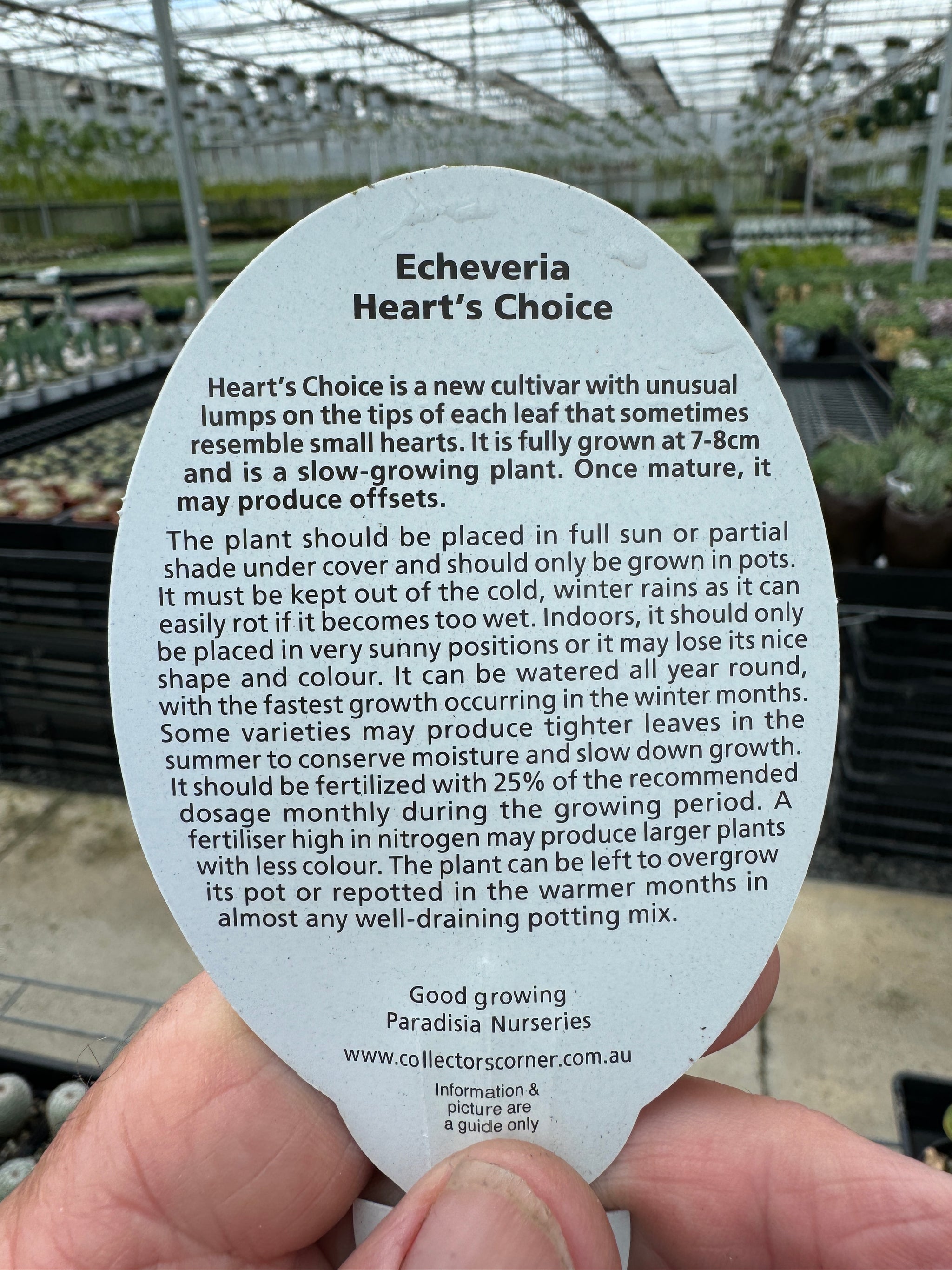 Echeveria 'Hearts Choice'