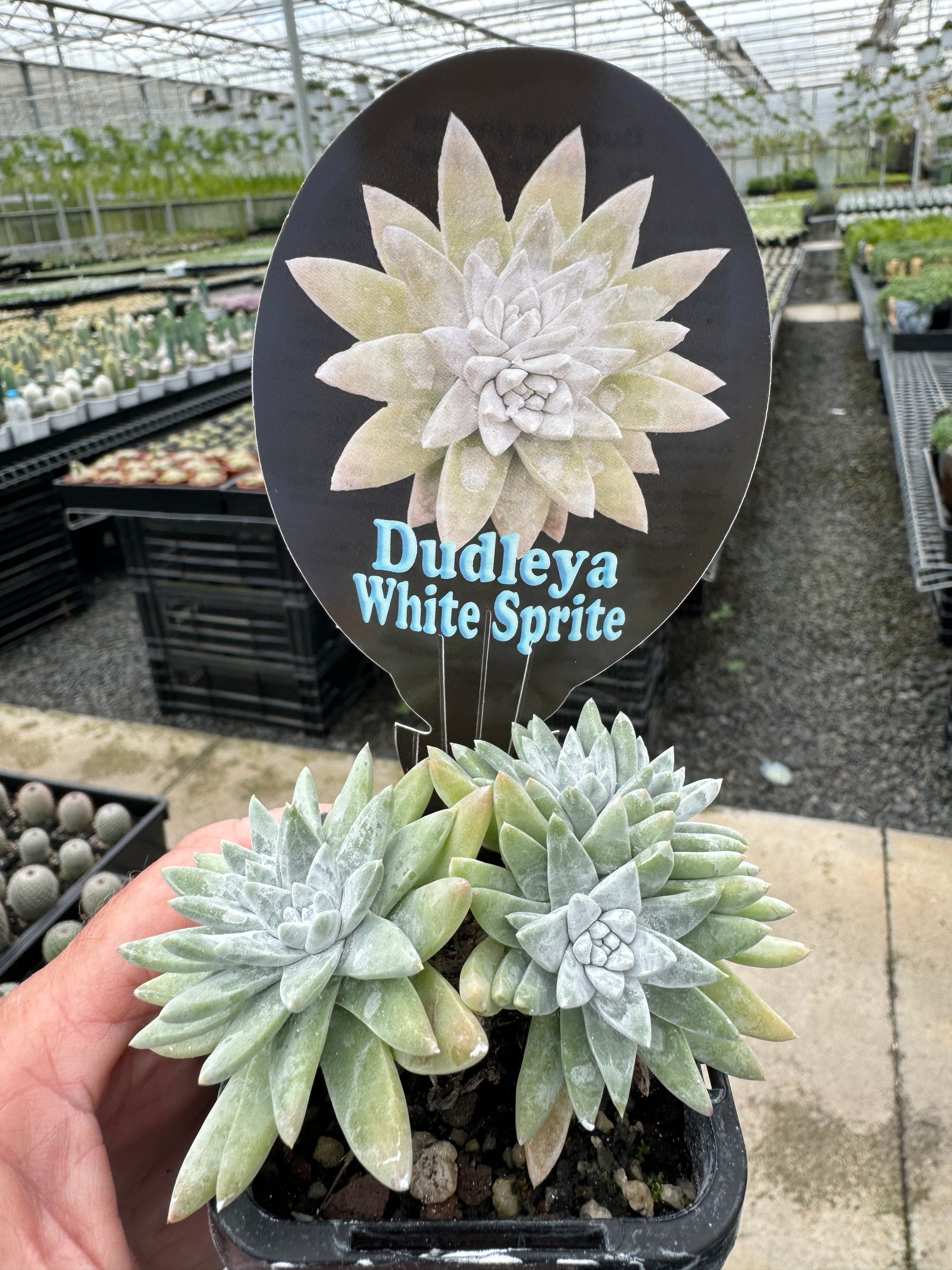 Dudleya 'White Sprite'