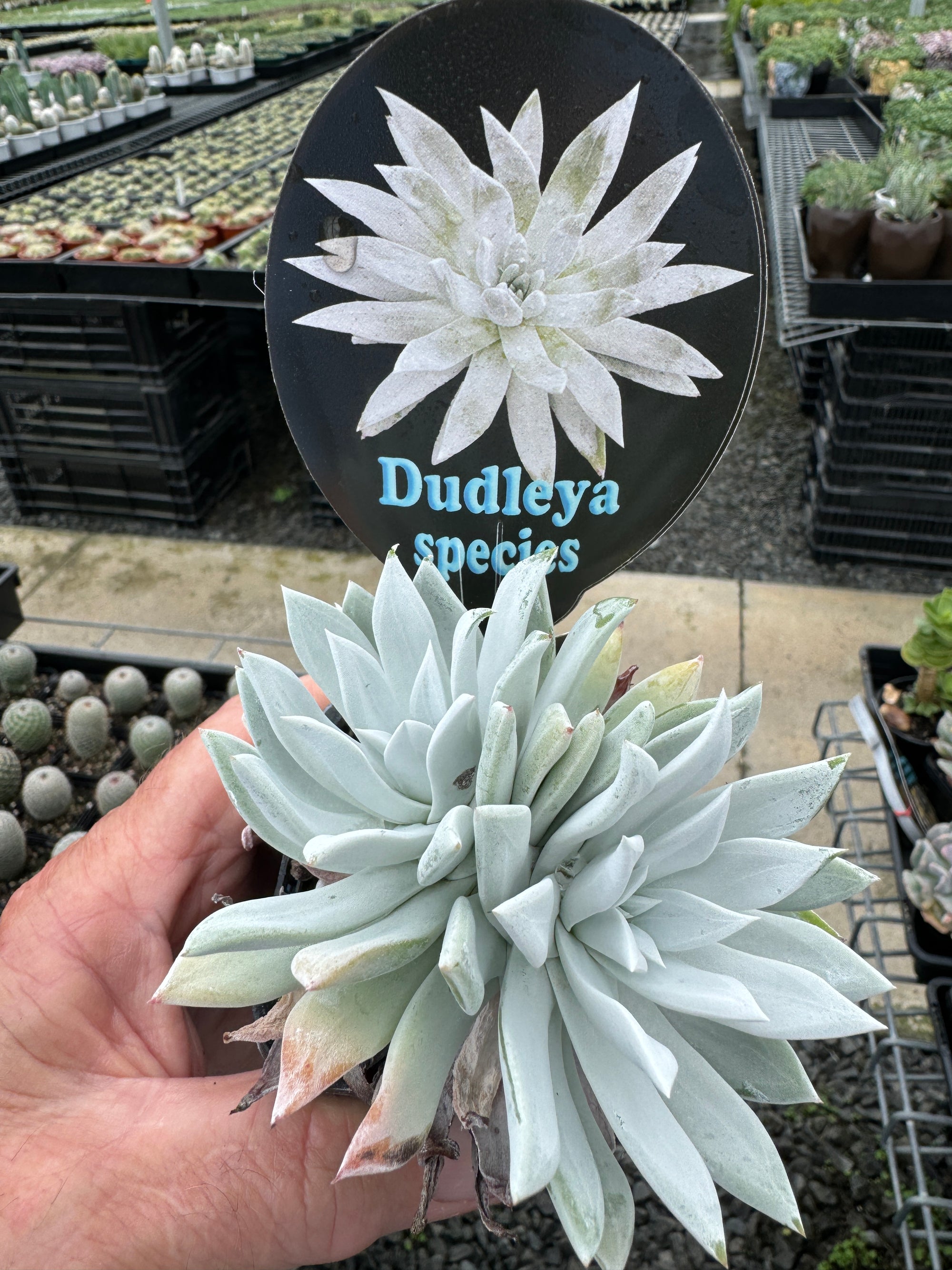 Dudleya species