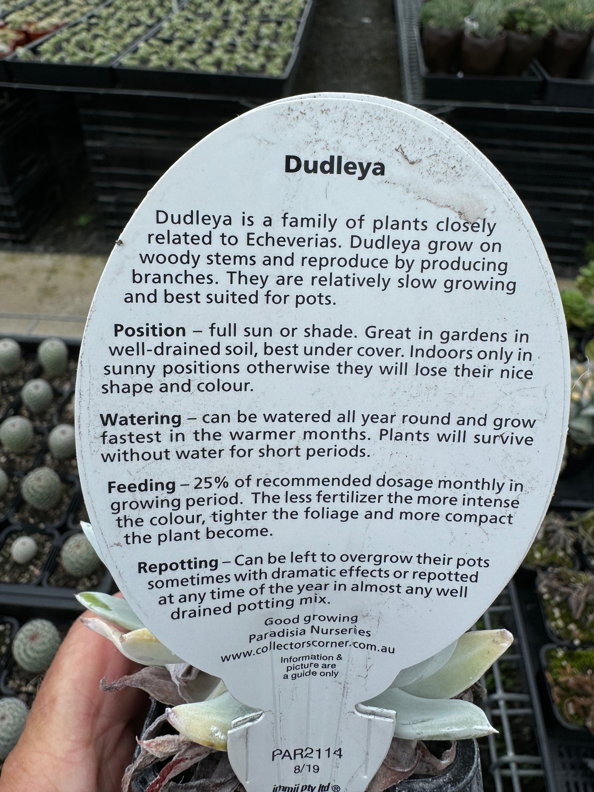 Dudleya species