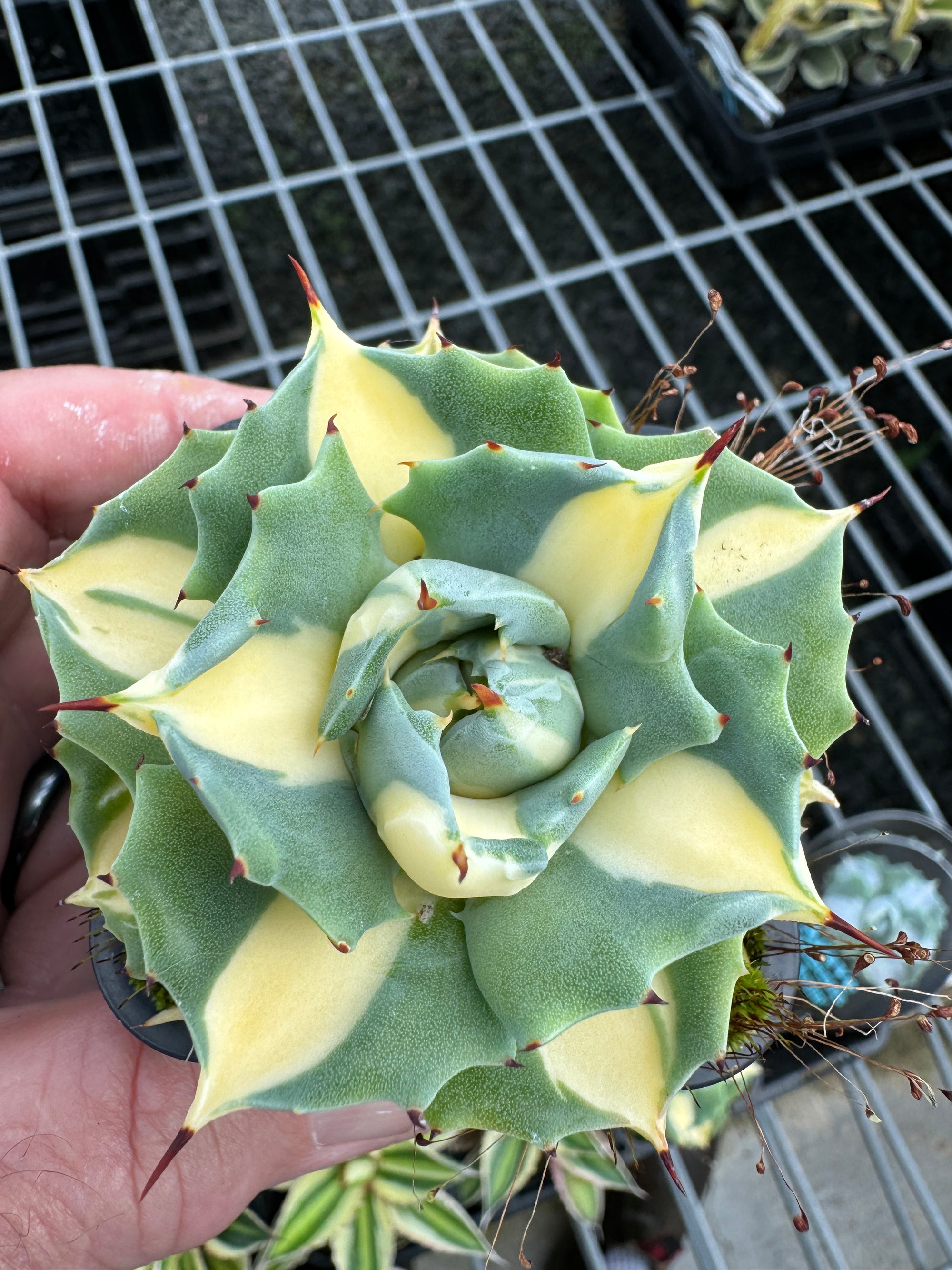 Agave isthmensis 'Oji Raijin' special yellow form