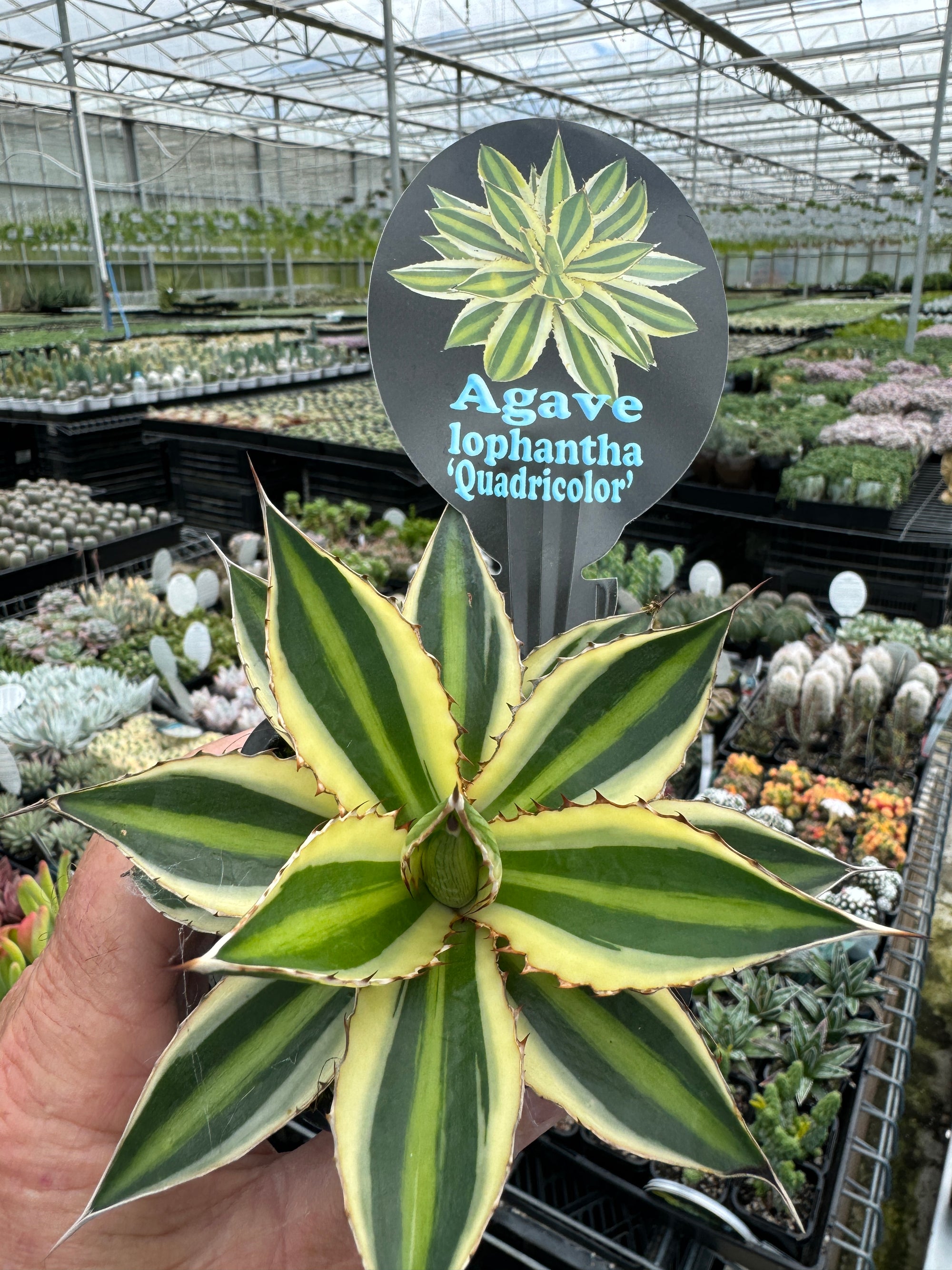 Agave lopantha 'Quadricolour'