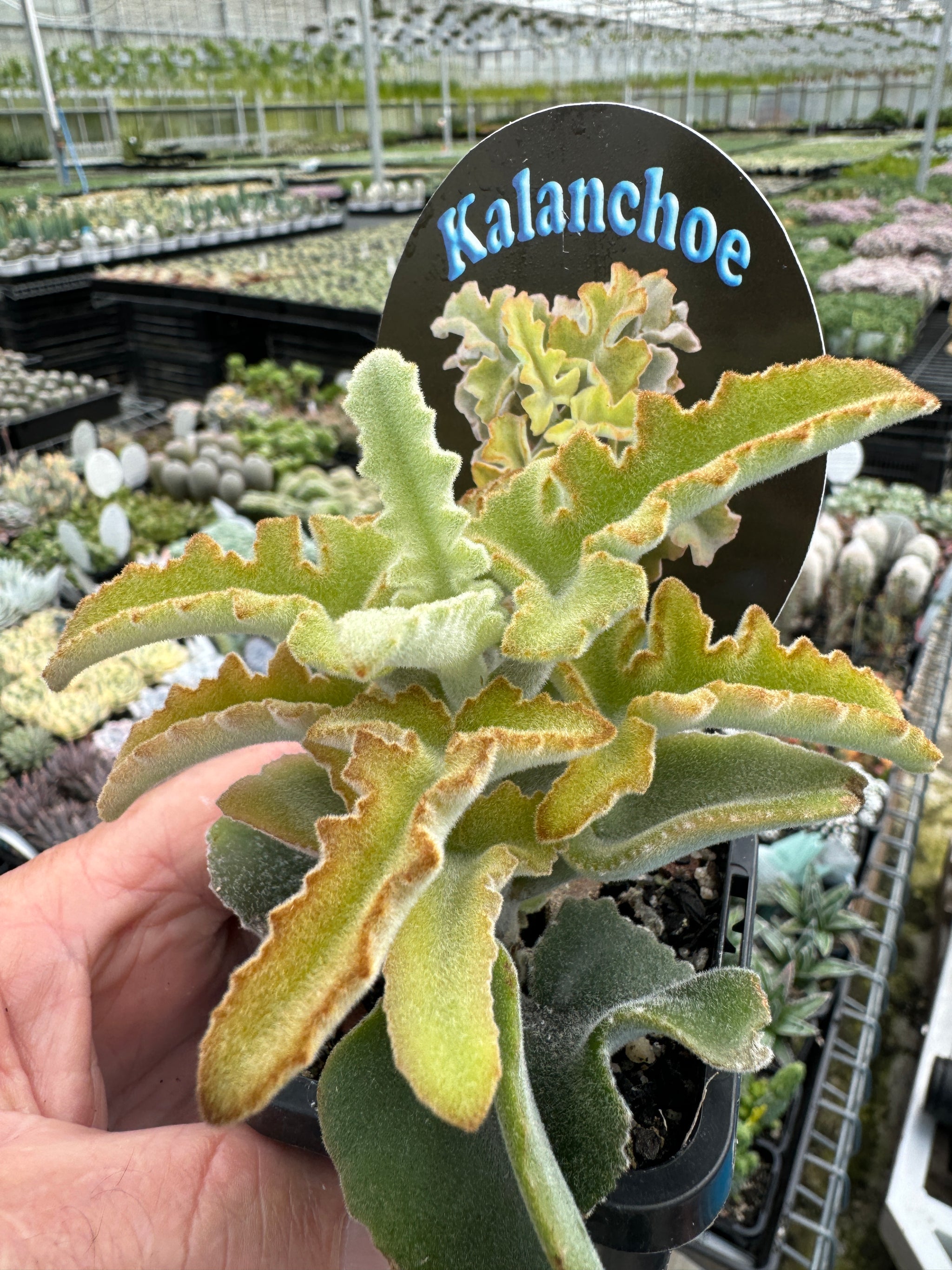 Kalanchoe baharensis 'Maltese Cross'