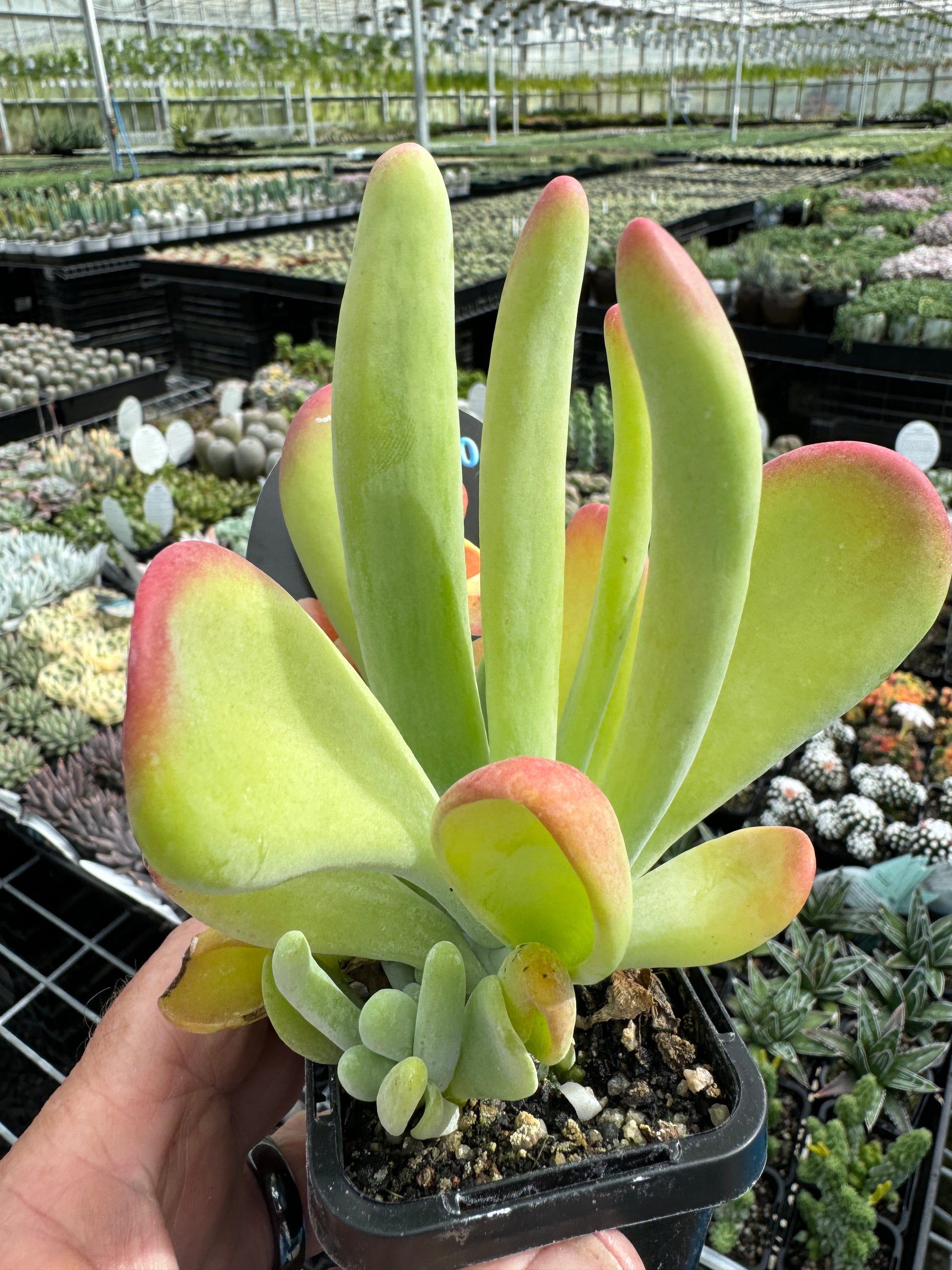 Kalanchoe 'Ladies Fingers'