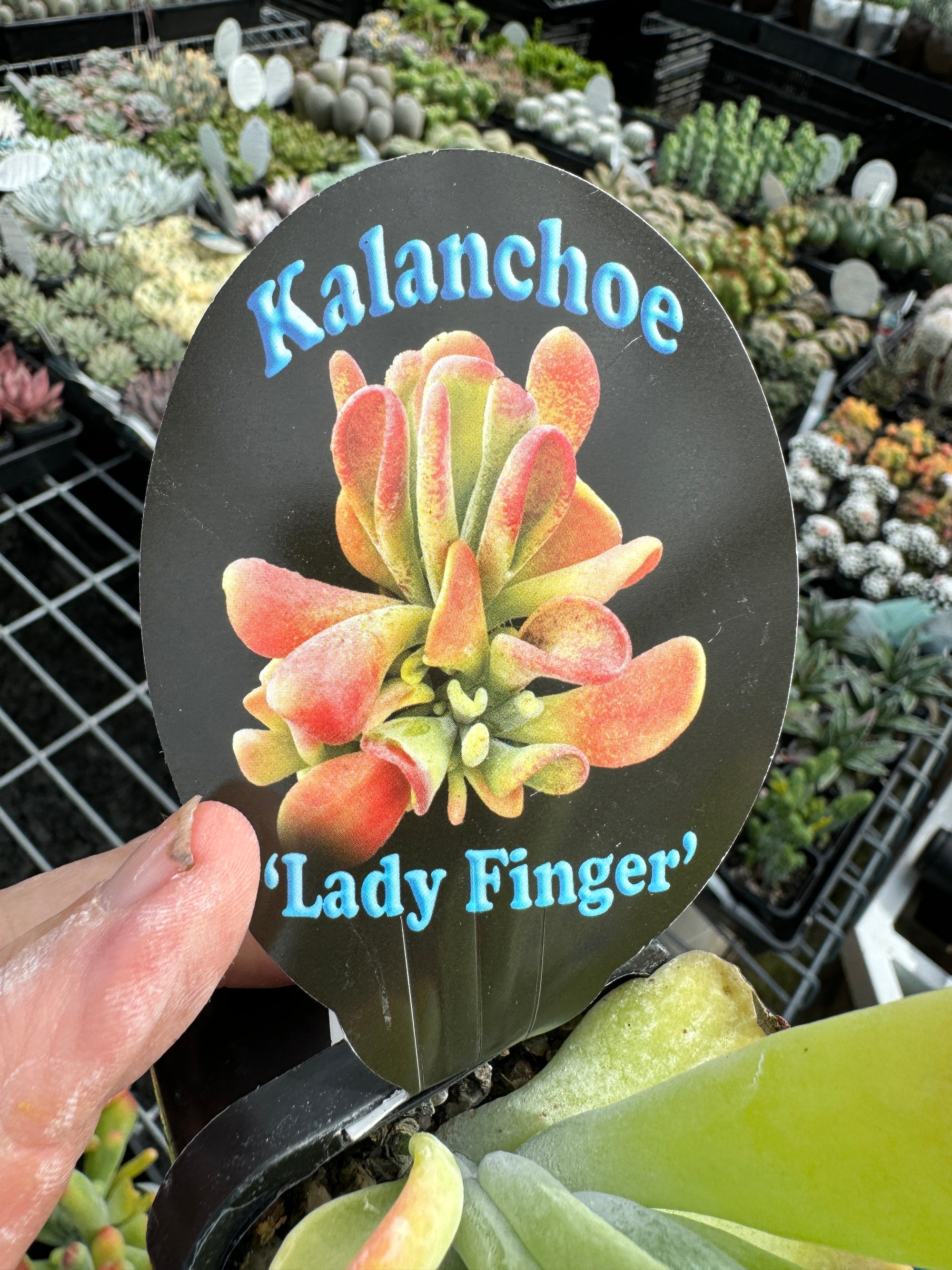 Kalanchoe 'Ladies Fingers'