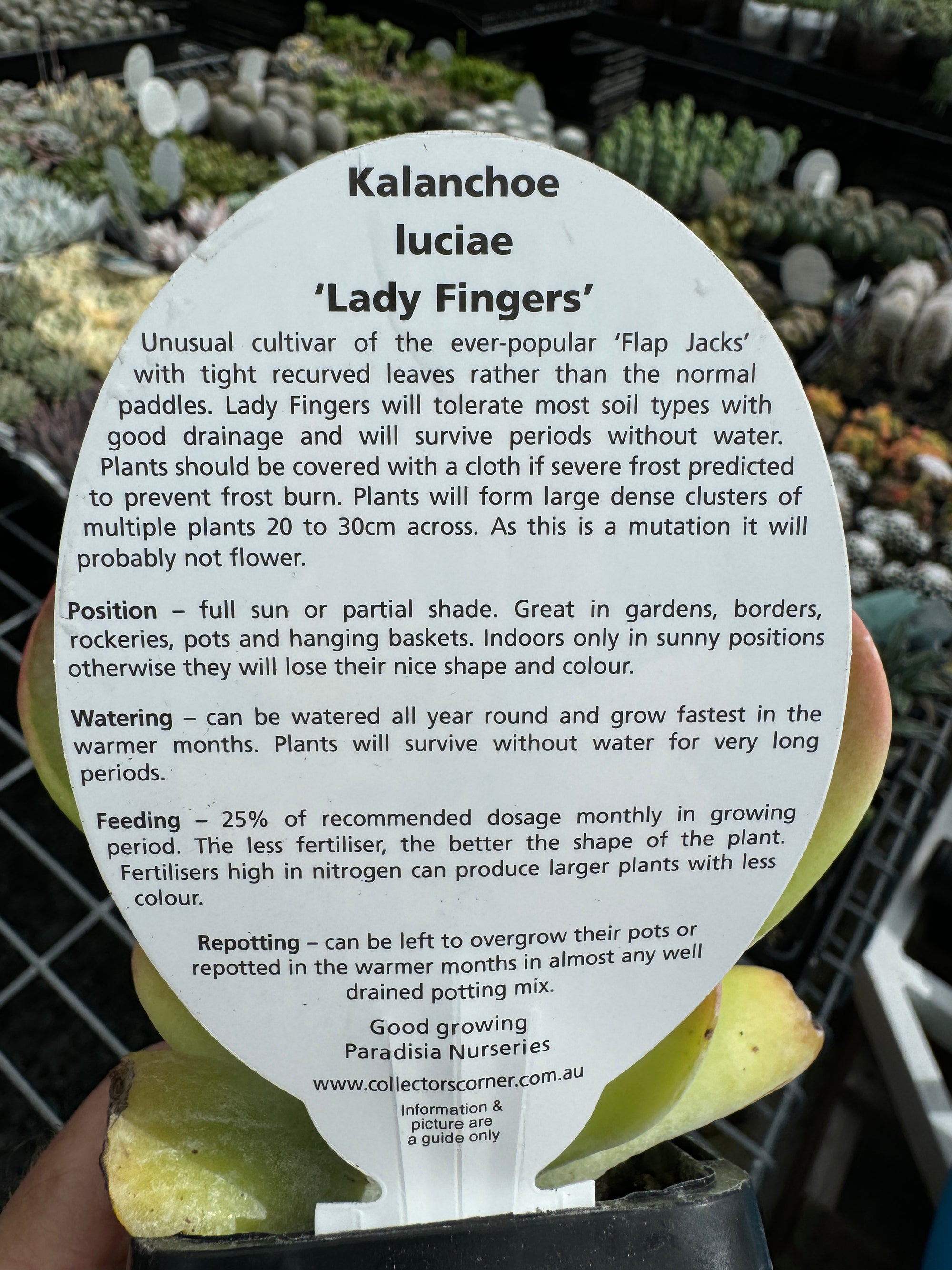 Kalanchoe 'Ladies Fingers'