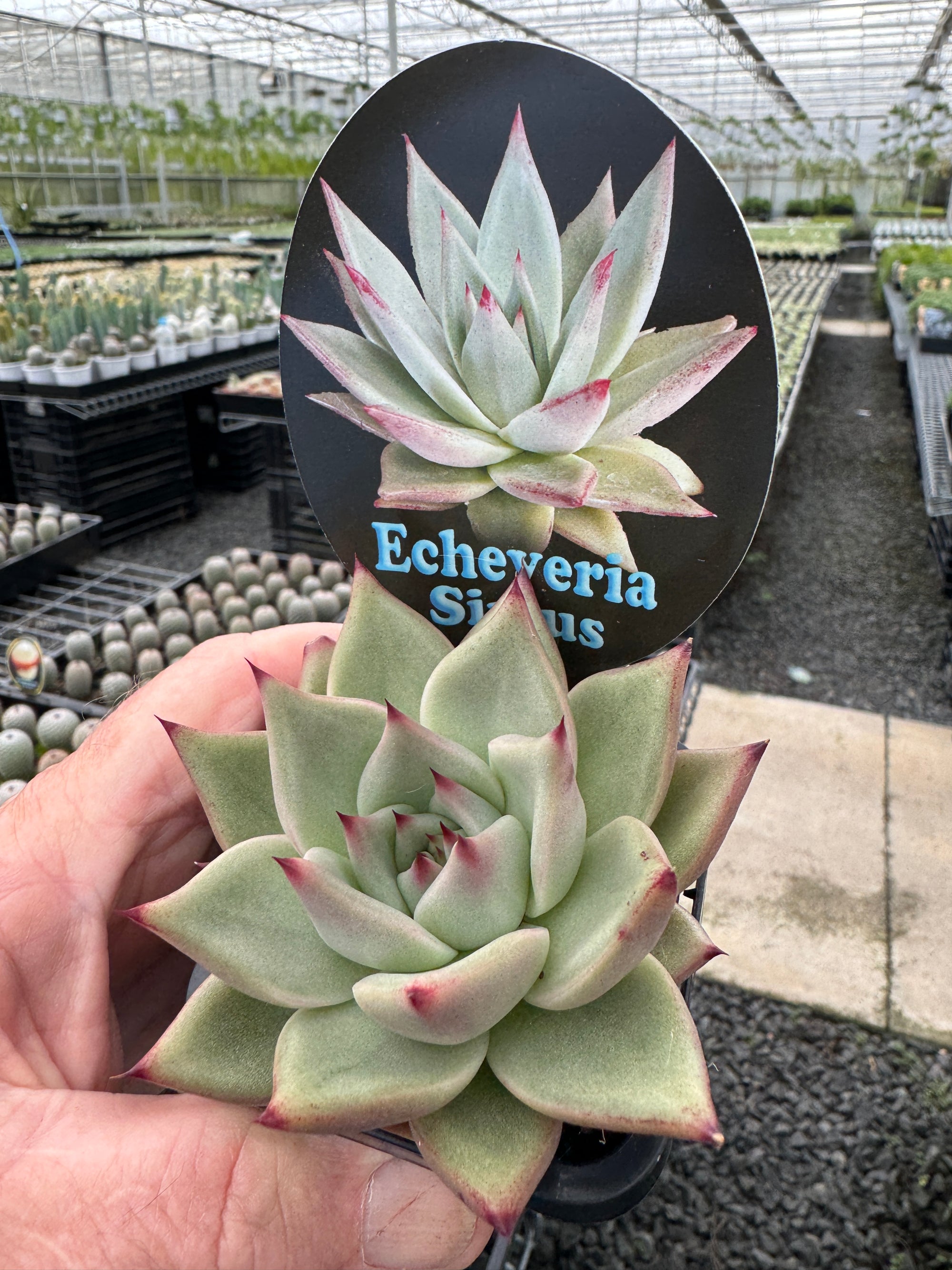 Echeveria agavoides 'Sirius'