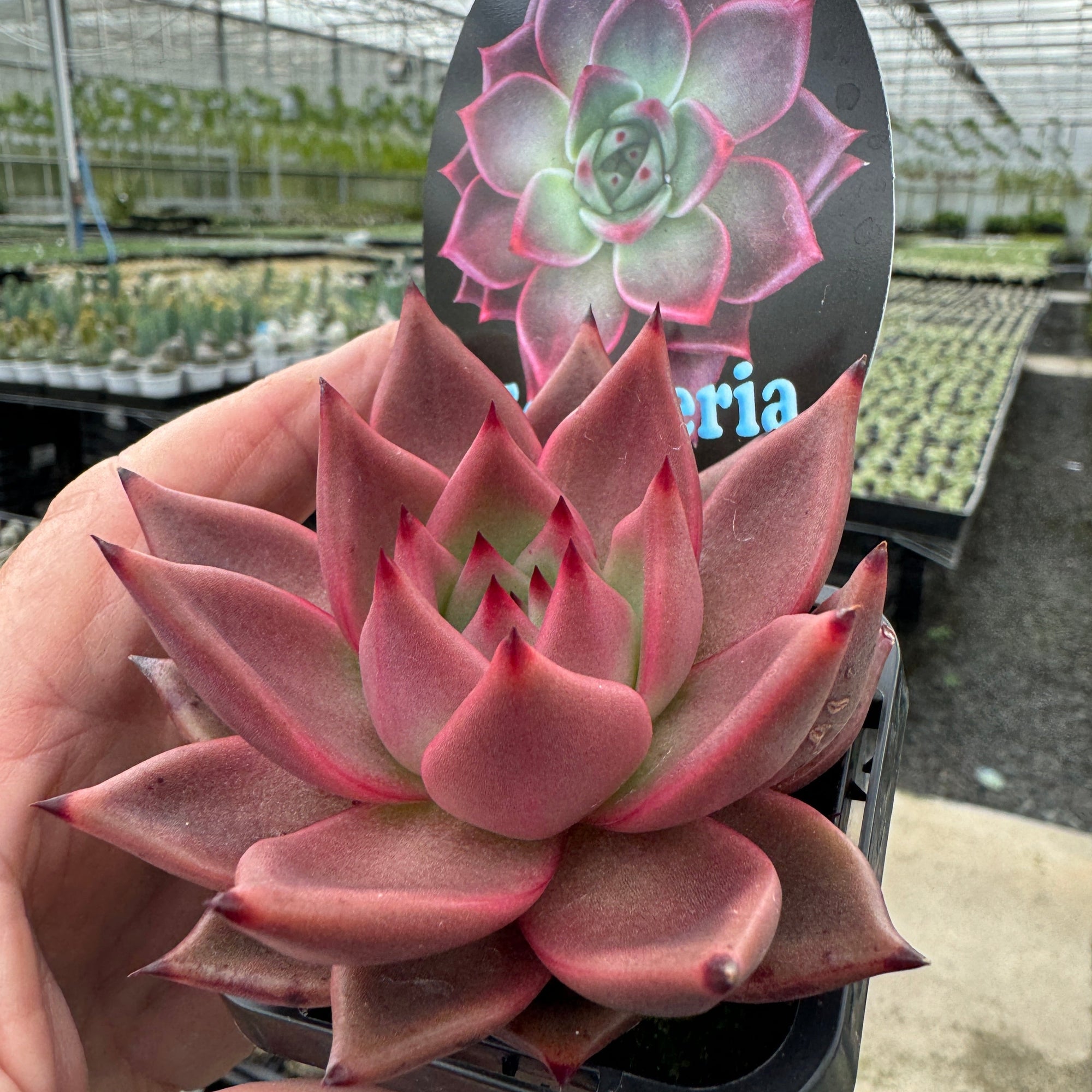 taurus succulent Echeveria 'Taurus' – Collectors Online
