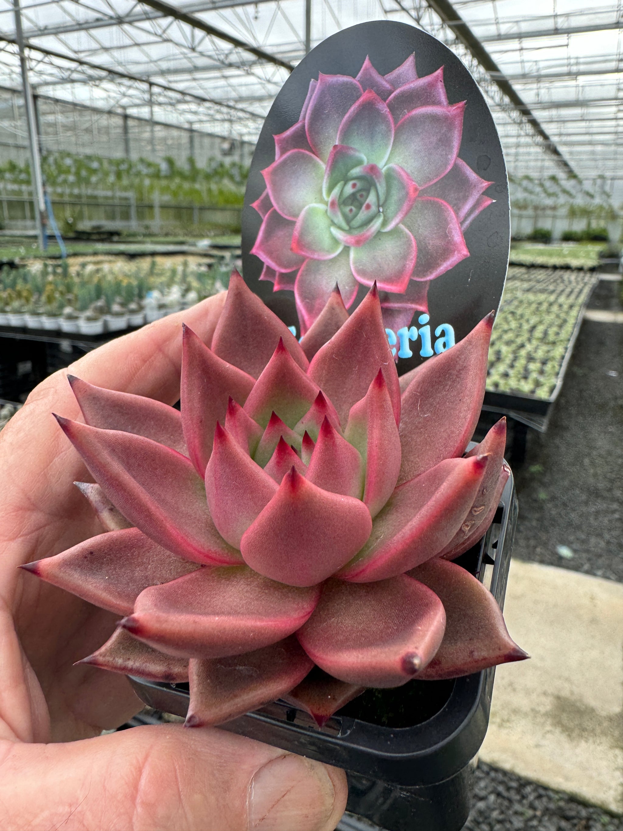 Echeveria agavoides 'Taurus'