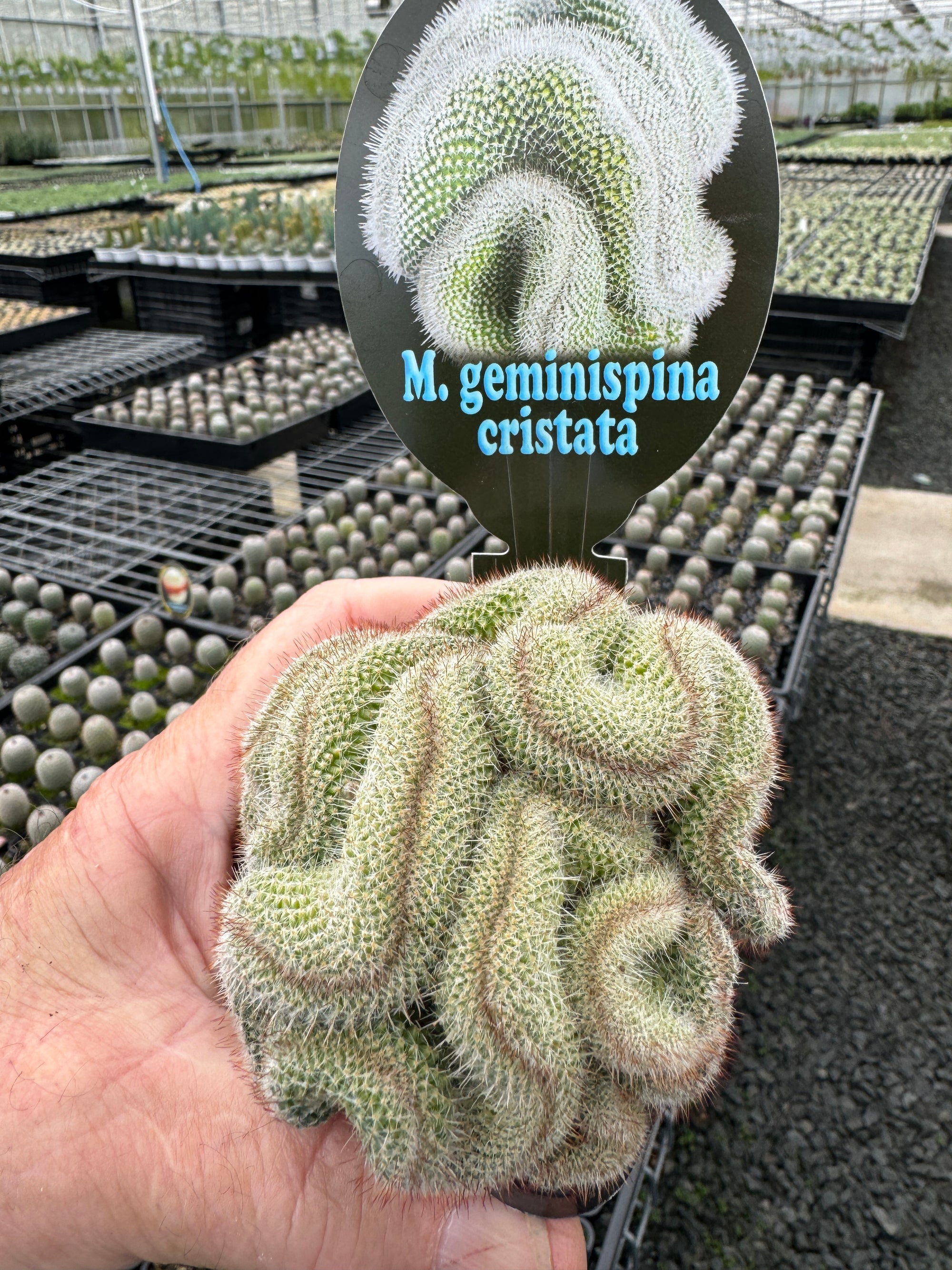 Mammillaria geminispina 'Cristata'