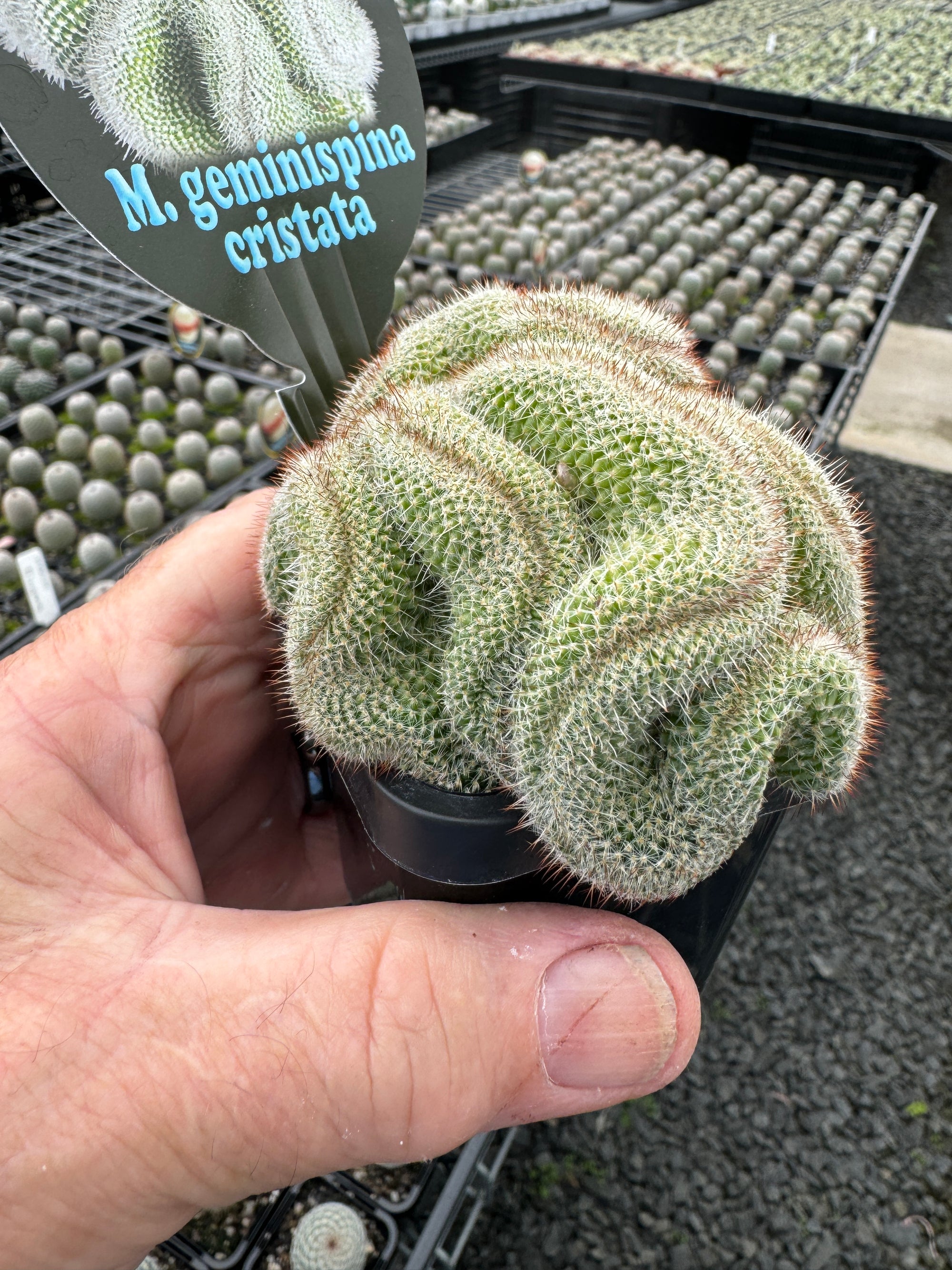 Mammillaria geminispina 'Cristata'