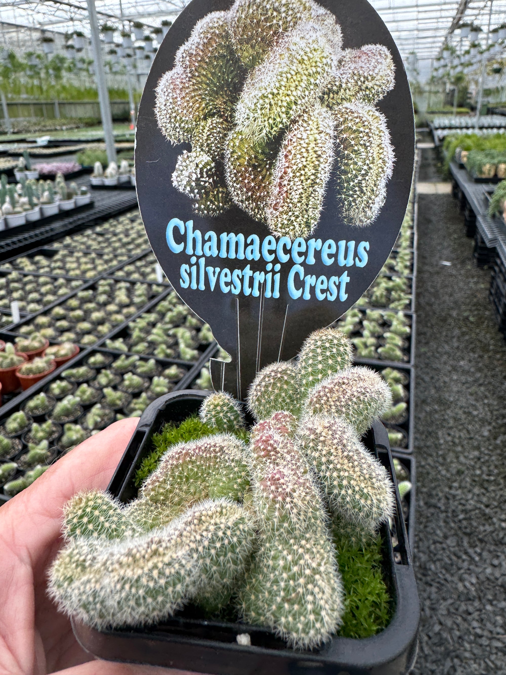 Chamaecereus silvestrii 'Crested'