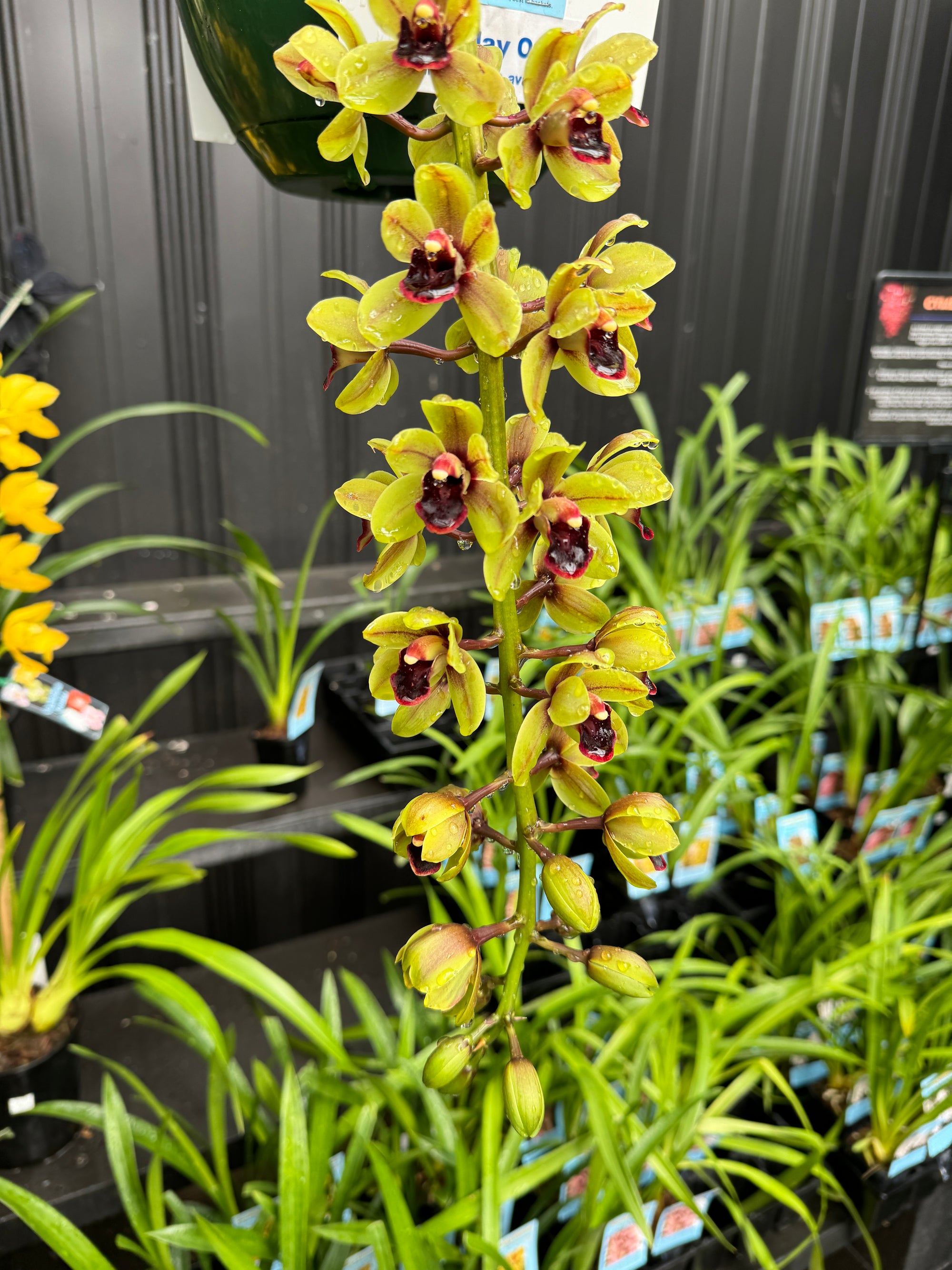 Cymbidium 'Green Machine' huge bulb and lead near flowering sized 66mm potted