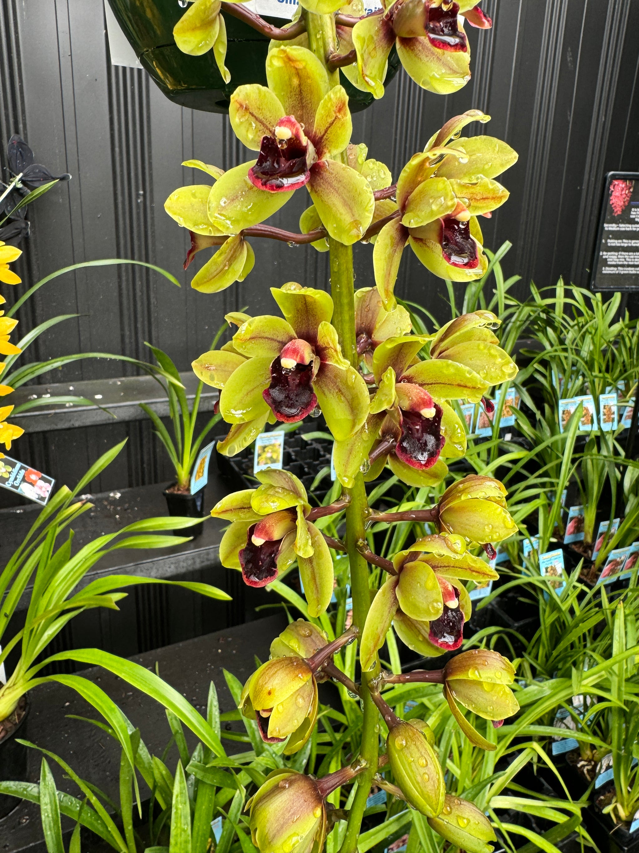 Cymbidium 'Green Machine' huge bulb and lead near flowering sized 66mm potted