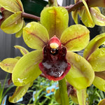 Cymbidium 'Green Machine' huge bulb and lead near flowering sized 66mm potted