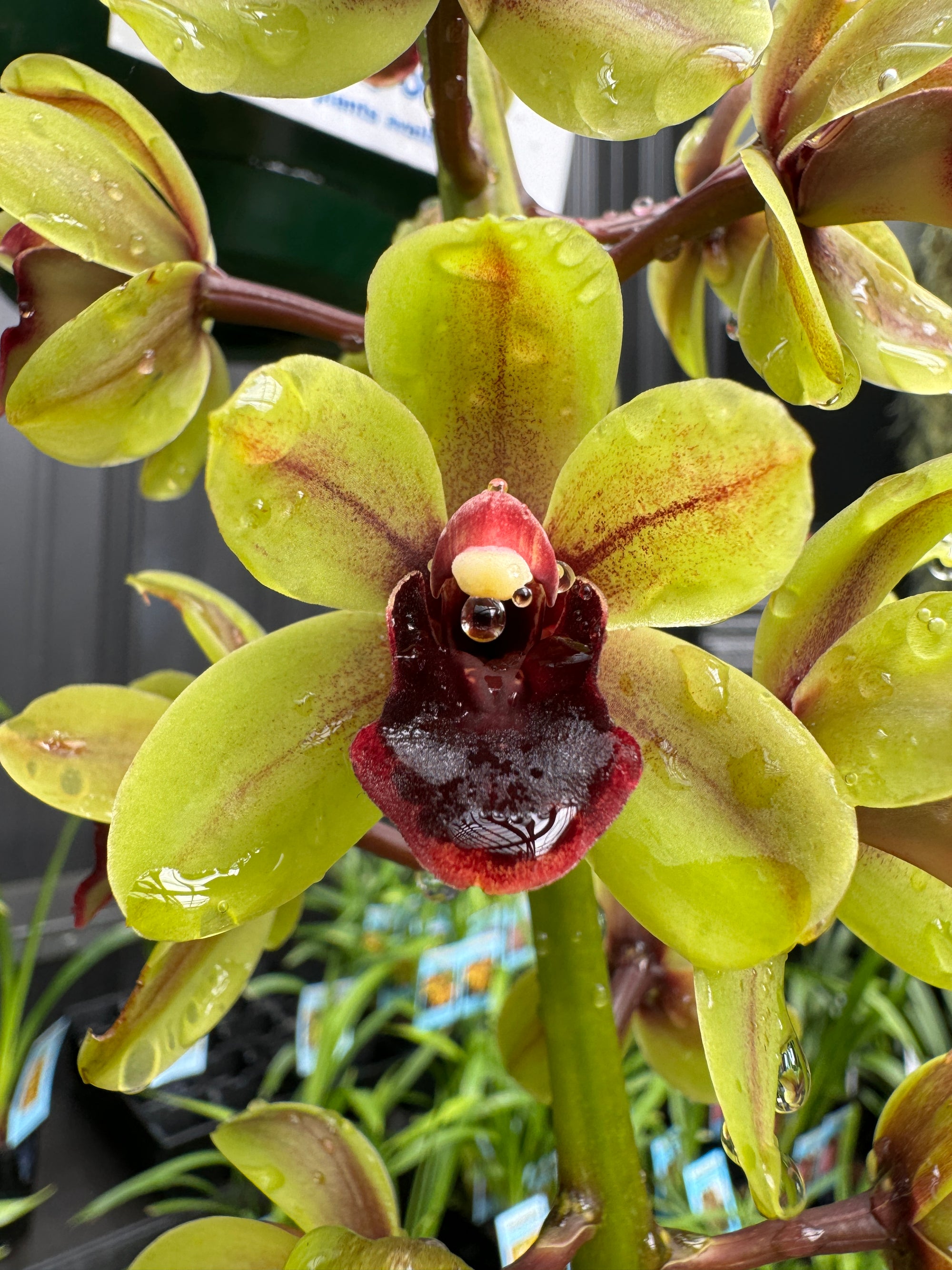 Cymbidium 'Green Machine'